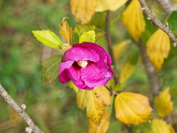 https://lemis.nyc3.digitaloceanspaces.com/grog/Photos/20260422/small/Hibiscus-2.jpeg