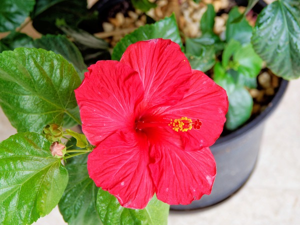 https://lemis.nyc3.digitaloceanspaces.com/grog/Photos/20260422/small/Hibiscus-3.jpeg