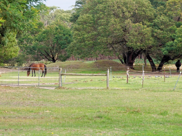 https://lemis.nyc3.digitaloceanspaces.com/grog/Photos/20260422/small/Horses-1.jpeg