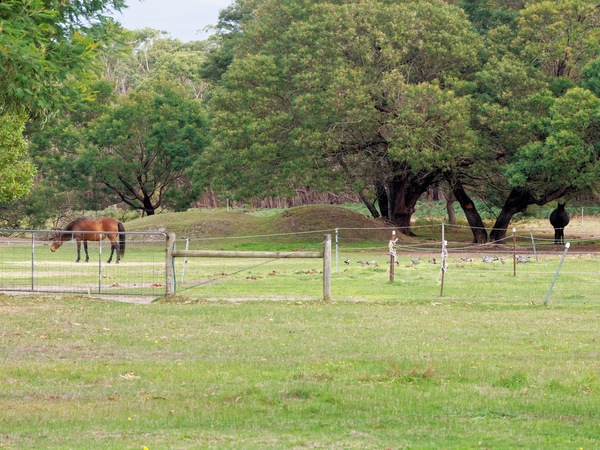 https://lemis.nyc3.digitaloceanspaces.com/grog/Photos/20260422/small/Horses-2.jpeg