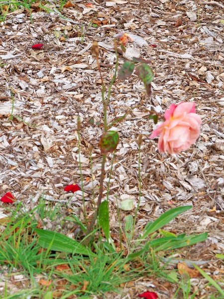 https://lemis.nyc3.digitaloceanspaces.com/grog/Photos/20260422/small/Roses-1.jpeg