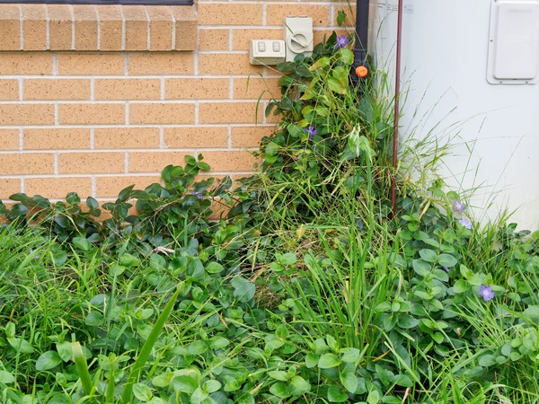 https://lemis.nyc3.digitaloceanspaces.com/grog/Photos/20260422/small/Vinca-minor.jpeg