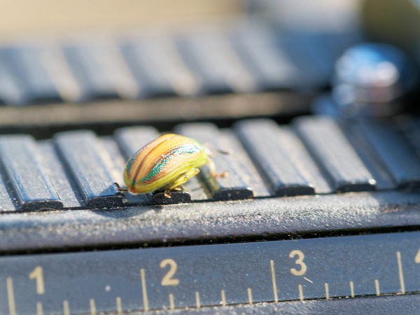 https://lemis.nyc3.digitaloceanspaces.com/grog/Photos/20260425/small/Beetle-1.jpeg