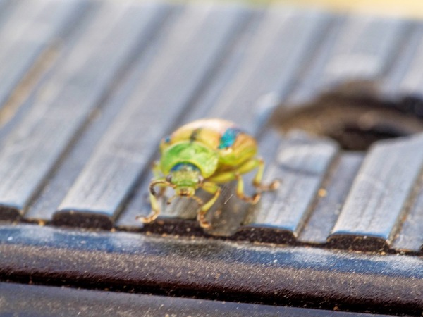 https://lemis.nyc3.digitaloceanspaces.com/grog/Photos/20260425/small/Beetle-10.jpeg
