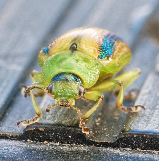https://lemis.nyc3.digitaloceanspaces.com/grog/Photos/20260425/small/Beetle-11-detail.jpeg
