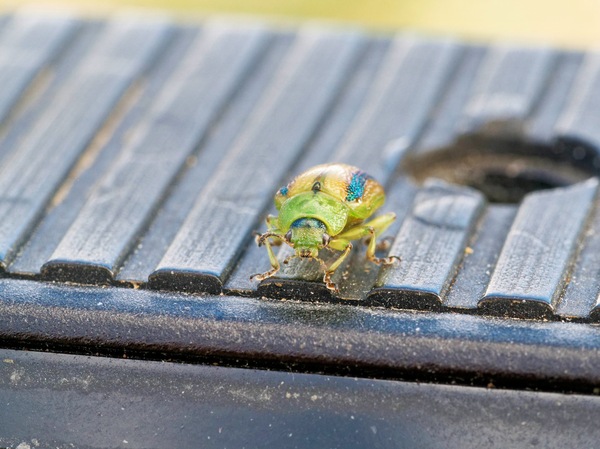 https://lemis.nyc3.digitaloceanspaces.com/grog/Photos/20260425/small/Beetle-11.jpeg
