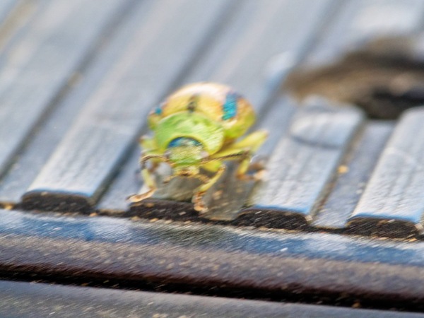 https://lemis.nyc3.digitaloceanspaces.com/grog/Photos/20260425/small/Beetle-12.jpeg