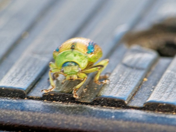 https://lemis.nyc3.digitaloceanspaces.com/grog/Photos/20260425/small/Beetle-13.jpeg