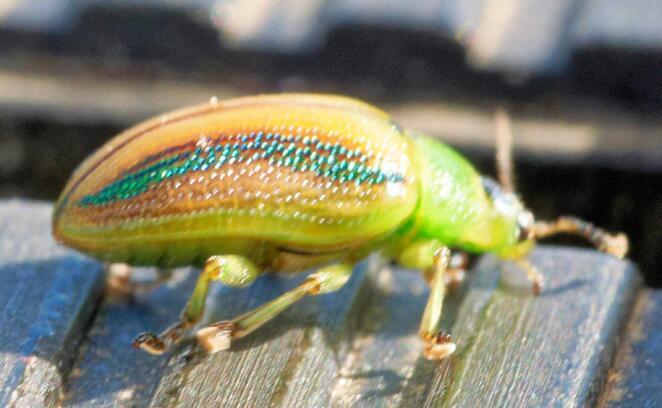 https://lemis.nyc3.digitaloceanspaces.com/grog/Photos/20260425/small/Beetle-2-detail.jpeg