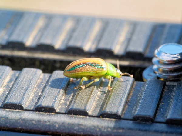 https://lemis.nyc3.digitaloceanspaces.com/grog/Photos/20260425/small/Beetle-2.jpeg