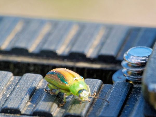 https://lemis.nyc3.digitaloceanspaces.com/grog/Photos/20260425/small/Beetle-3.jpeg