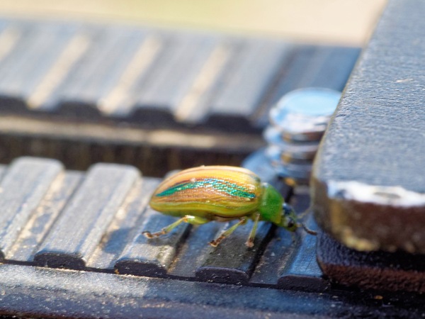 https://lemis.nyc3.digitaloceanspaces.com/grog/Photos/20260425/small/Beetle-4.jpeg