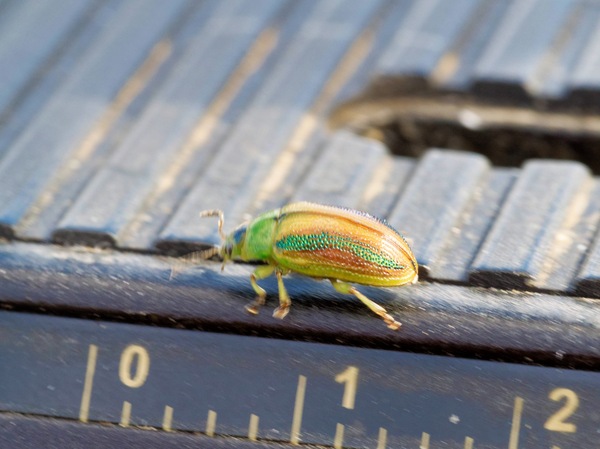 https://lemis.nyc3.digitaloceanspaces.com/grog/Photos/20260425/small/Beetle-5.jpeg
