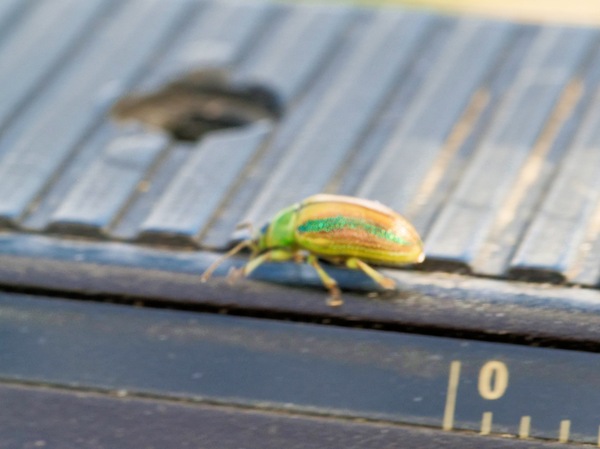https://lemis.nyc3.digitaloceanspaces.com/grog/Photos/20260425/small/Beetle-6.jpeg