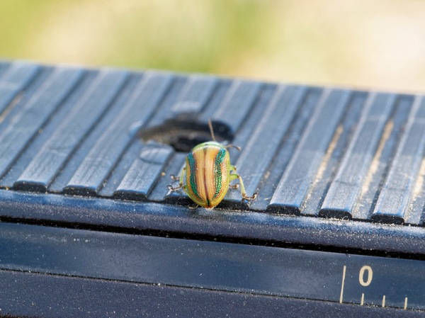 https://lemis.nyc3.digitaloceanspaces.com/grog/Photos/20260425/small/Beetle-7.jpeg