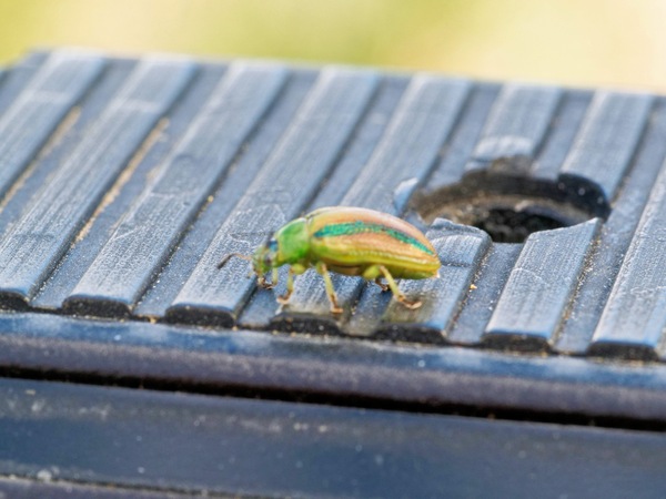 https://lemis.nyc3.digitaloceanspaces.com/grog/Photos/20260425/small/Beetle-8.jpeg