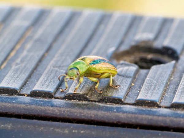 https://lemis.nyc3.digitaloceanspaces.com/grog/Photos/20260425/small/Beetle-9.jpeg