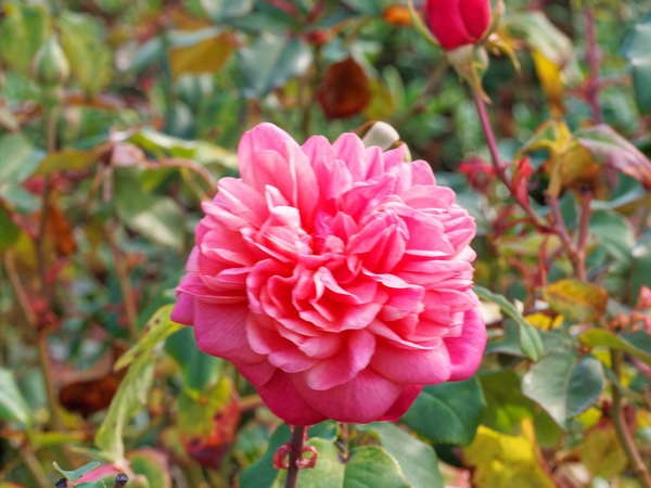 https://lemis.nyc3.digitaloceanspaces.com/grog/Photos/20260425/small/Rose-Monsieur-Tillier.jpeg