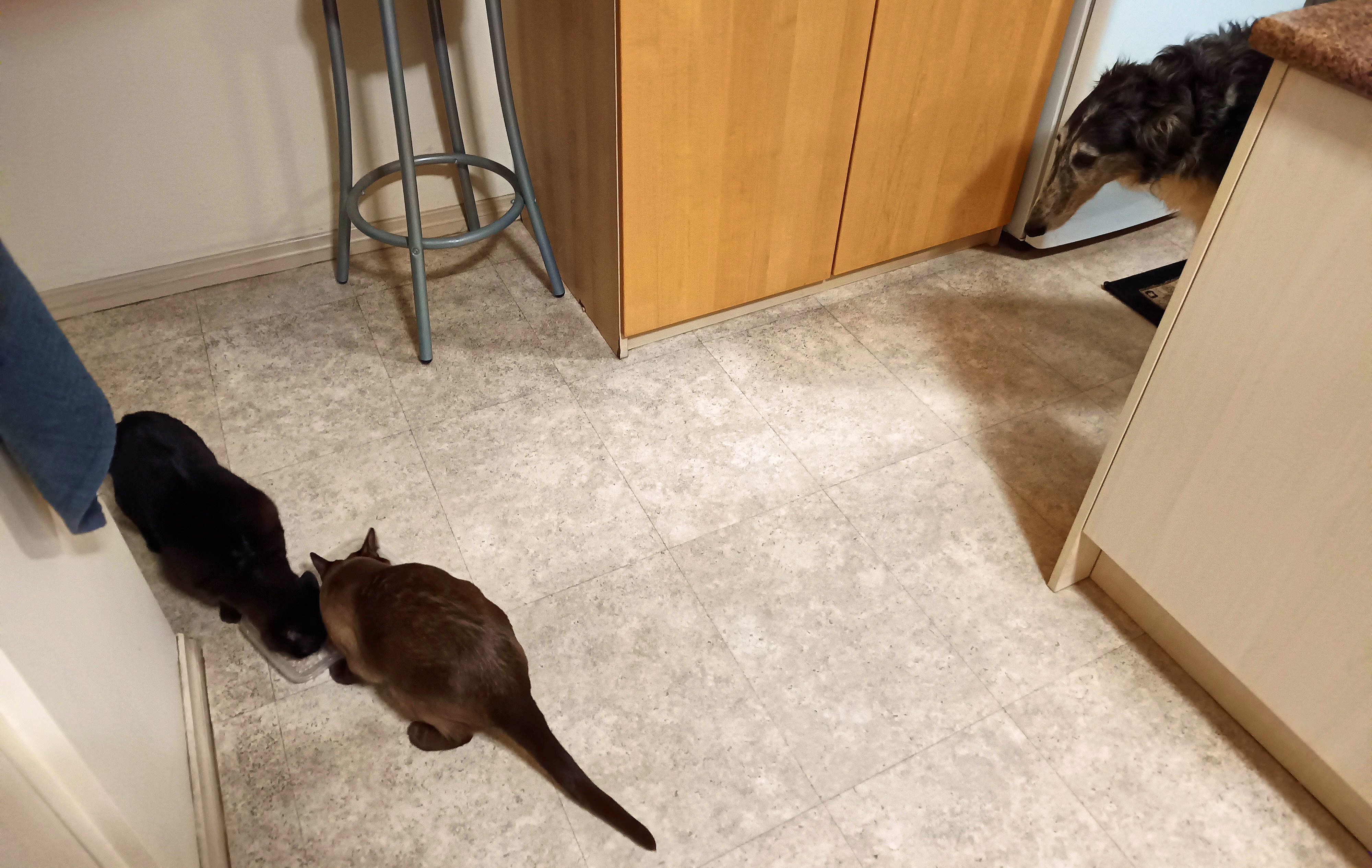 https://lemis.nyc3.digitaloceanspaces.com/grog/Photos/20260508/big/Cats-and-dog.jpeg