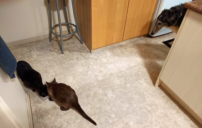 https://lemis.nyc3.digitaloceanspaces.com/grog/Photos/20260508/small/Cats-and-dog.jpeg
