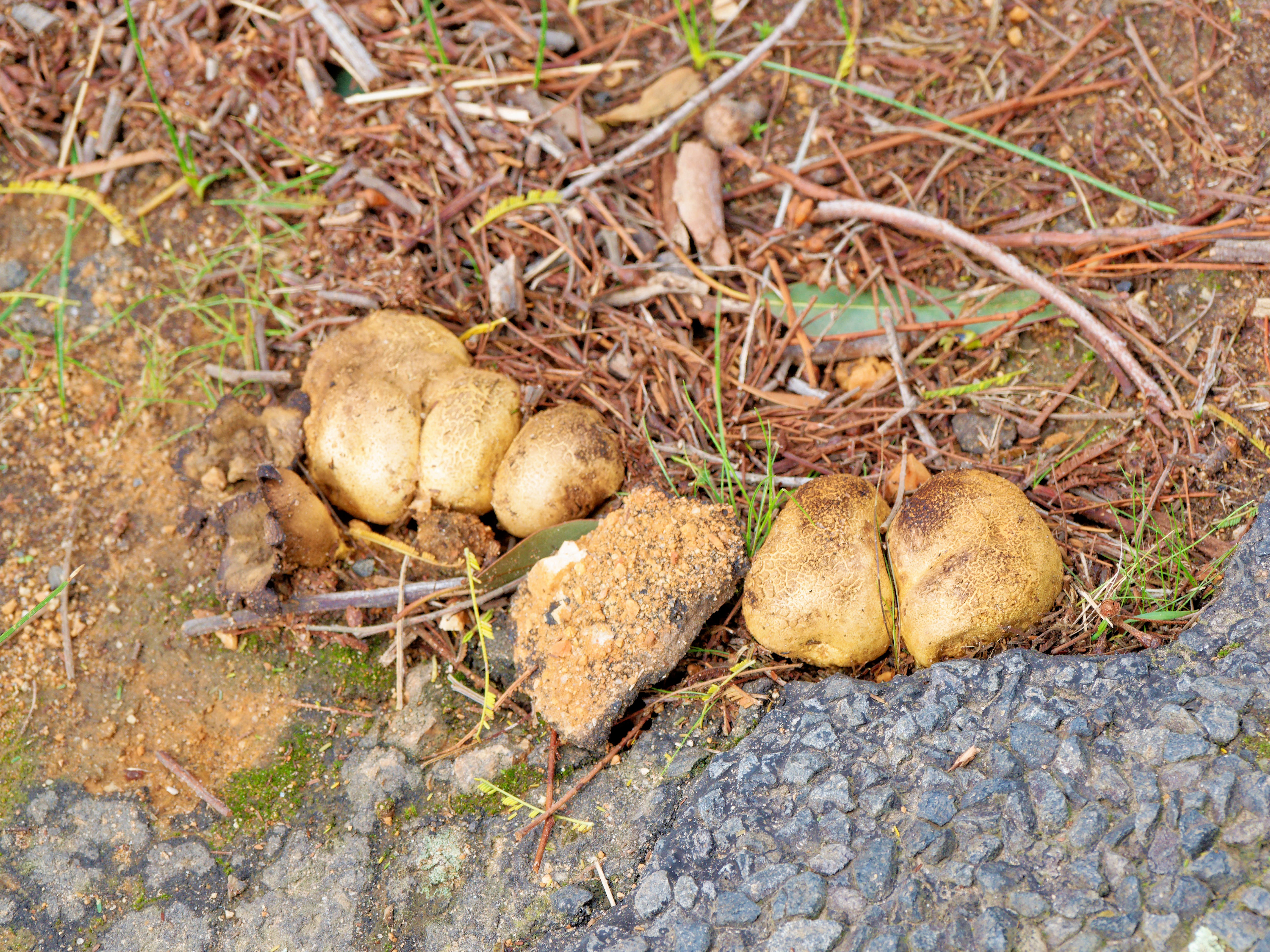 https://lemis.nyc3.digitaloceanspaces.com/grog/Photos/20260519/big/Mushrooms-1.jpeg