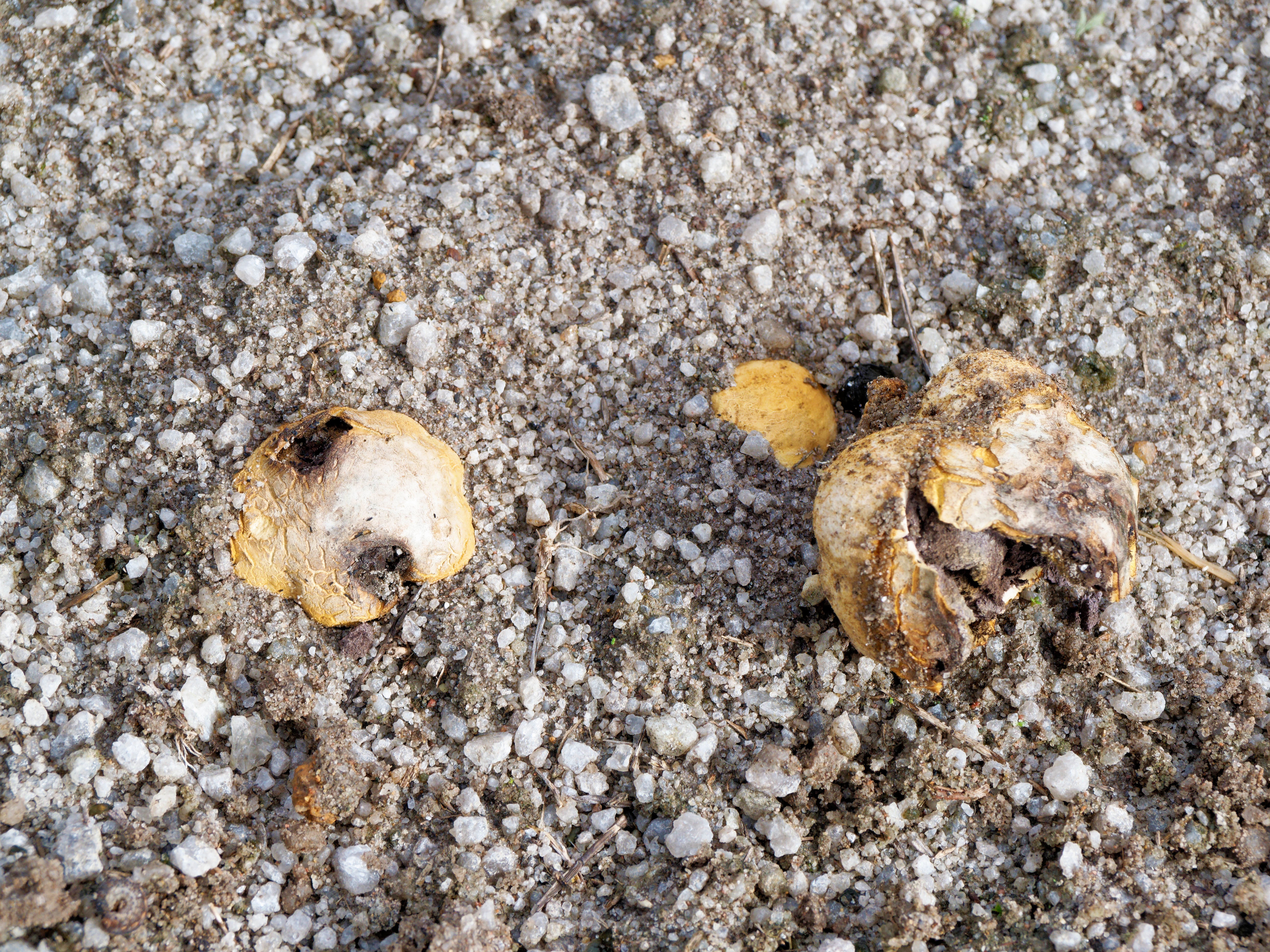 https://lemis.nyc3.digitaloceanspaces.com/grog/Photos/20260519/big/Mushrooms-3.jpeg