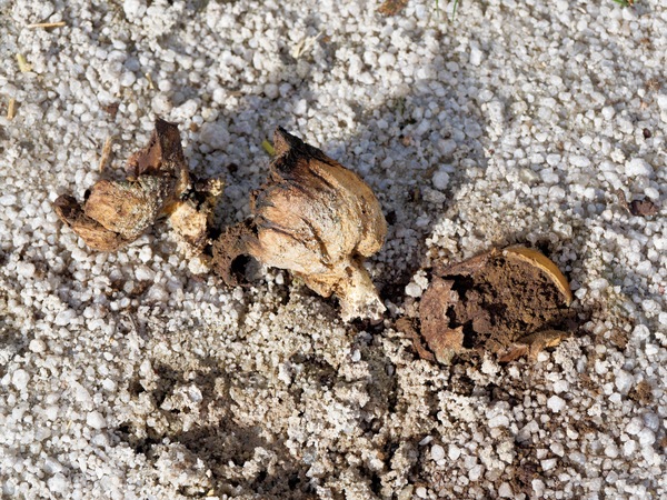 https://lemis.nyc3.digitaloceanspaces.com/grog/Photos/20260519/small/Mushrooms-4.jpeg