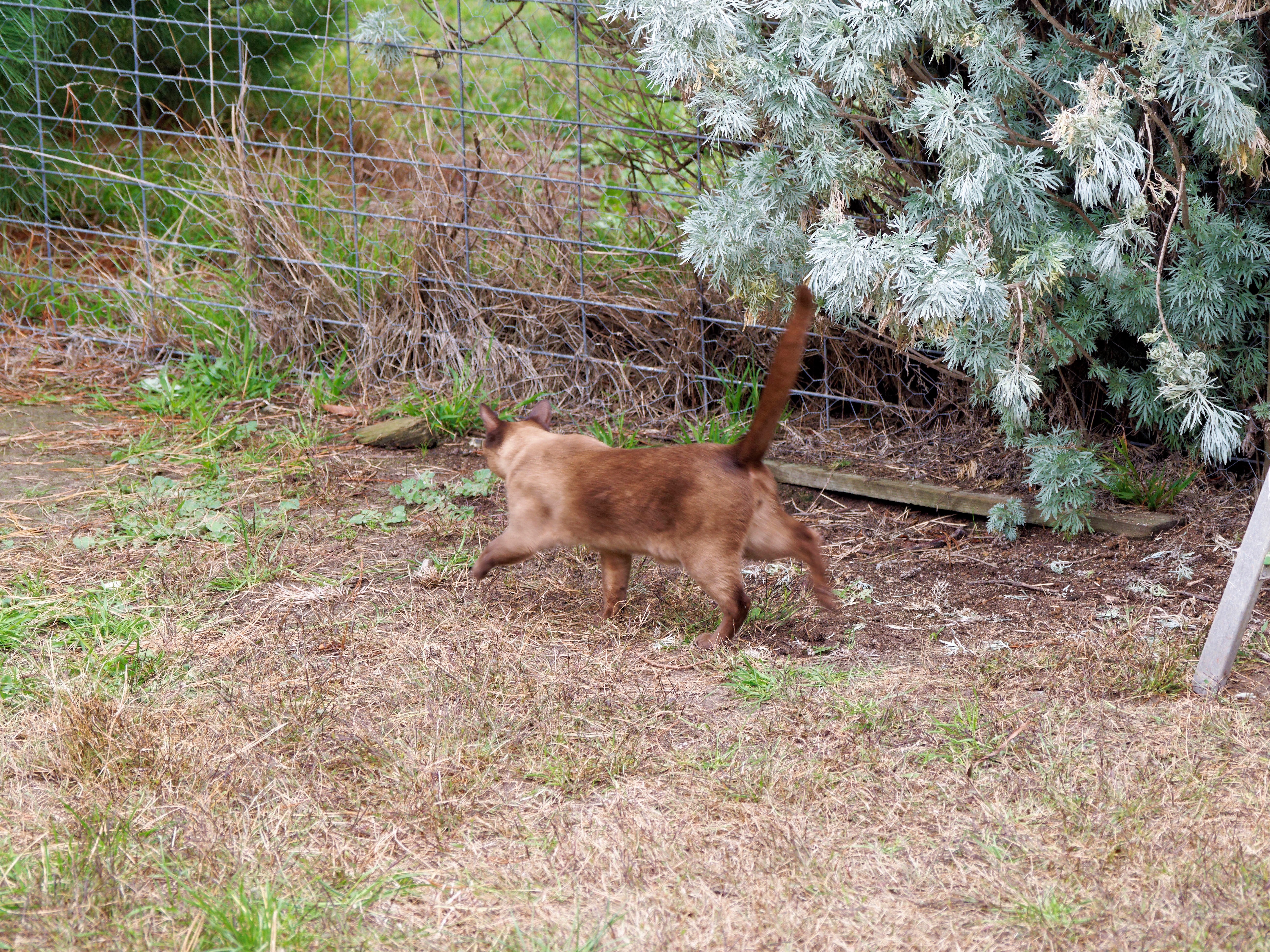 https://lemis.nyc3.digitaloceanspaces.com/grog/Photos/20260521/big/Cat-enclosure-17.jpeg