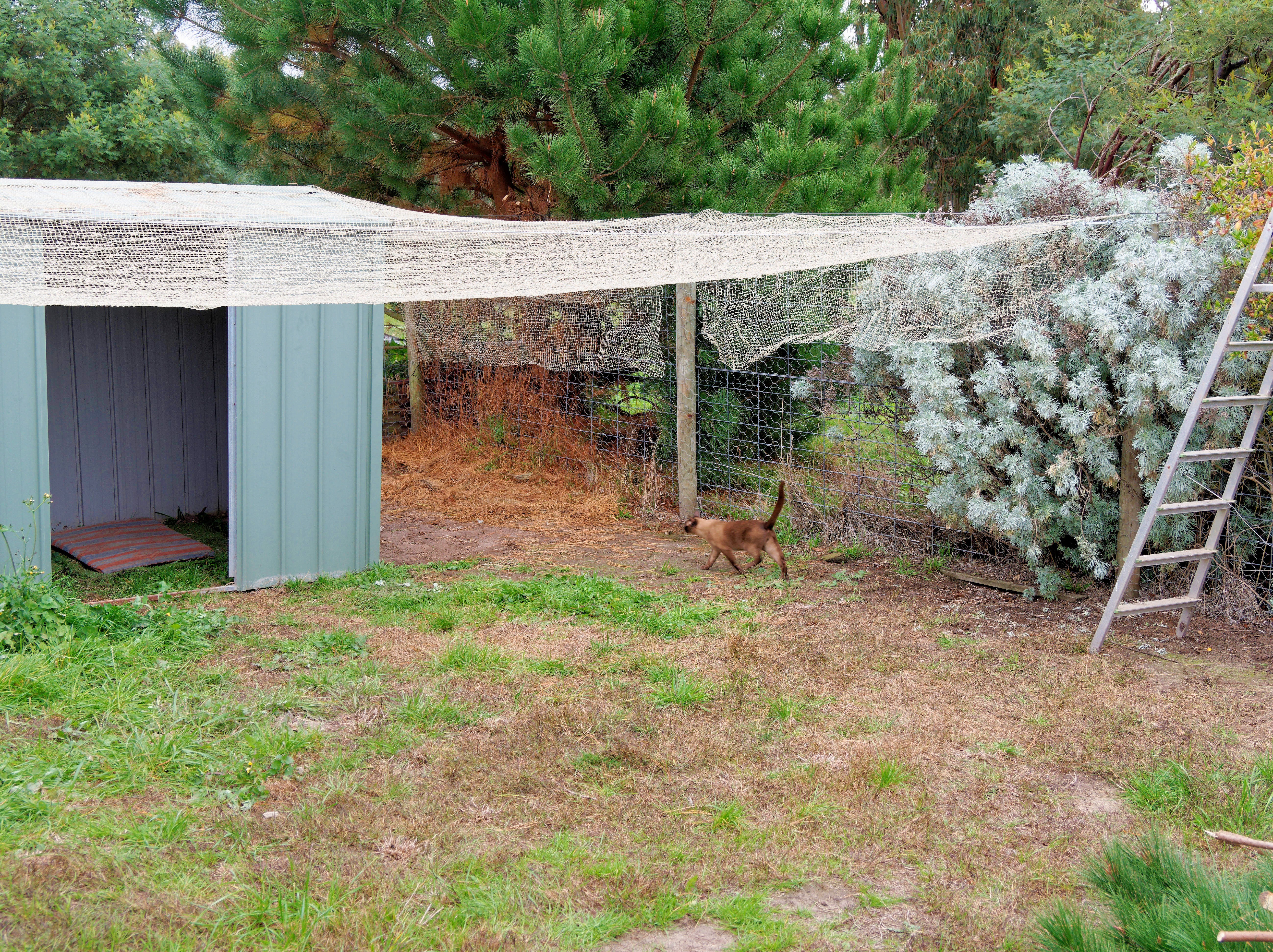 https://lemis.nyc3.digitaloceanspaces.com/grog/Photos/20260521/big/Cat-enclosure-18.jpeg