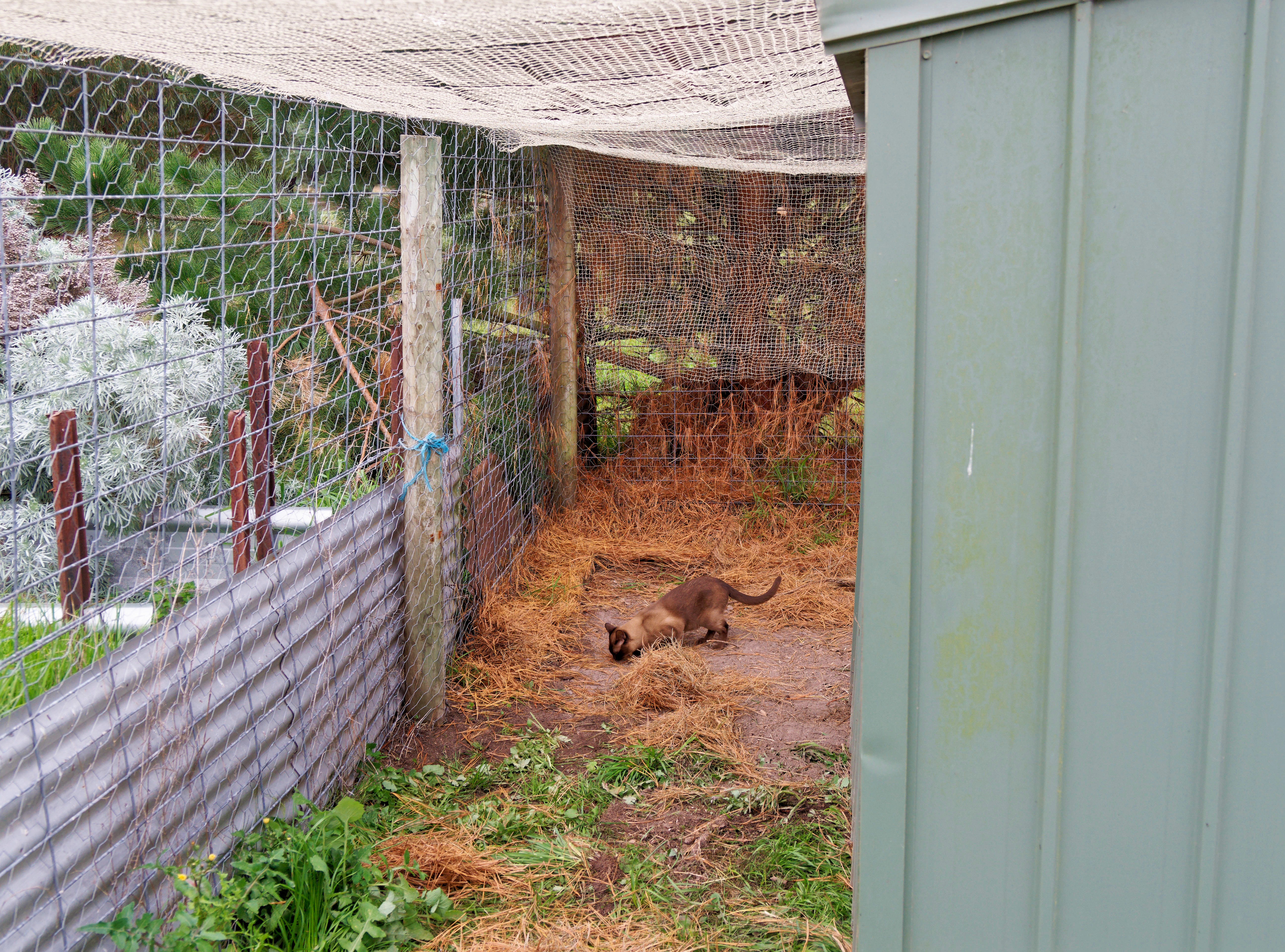 https://lemis.nyc3.digitaloceanspaces.com/grog/Photos/20260521/big/Cat-enclosure-19.jpeg