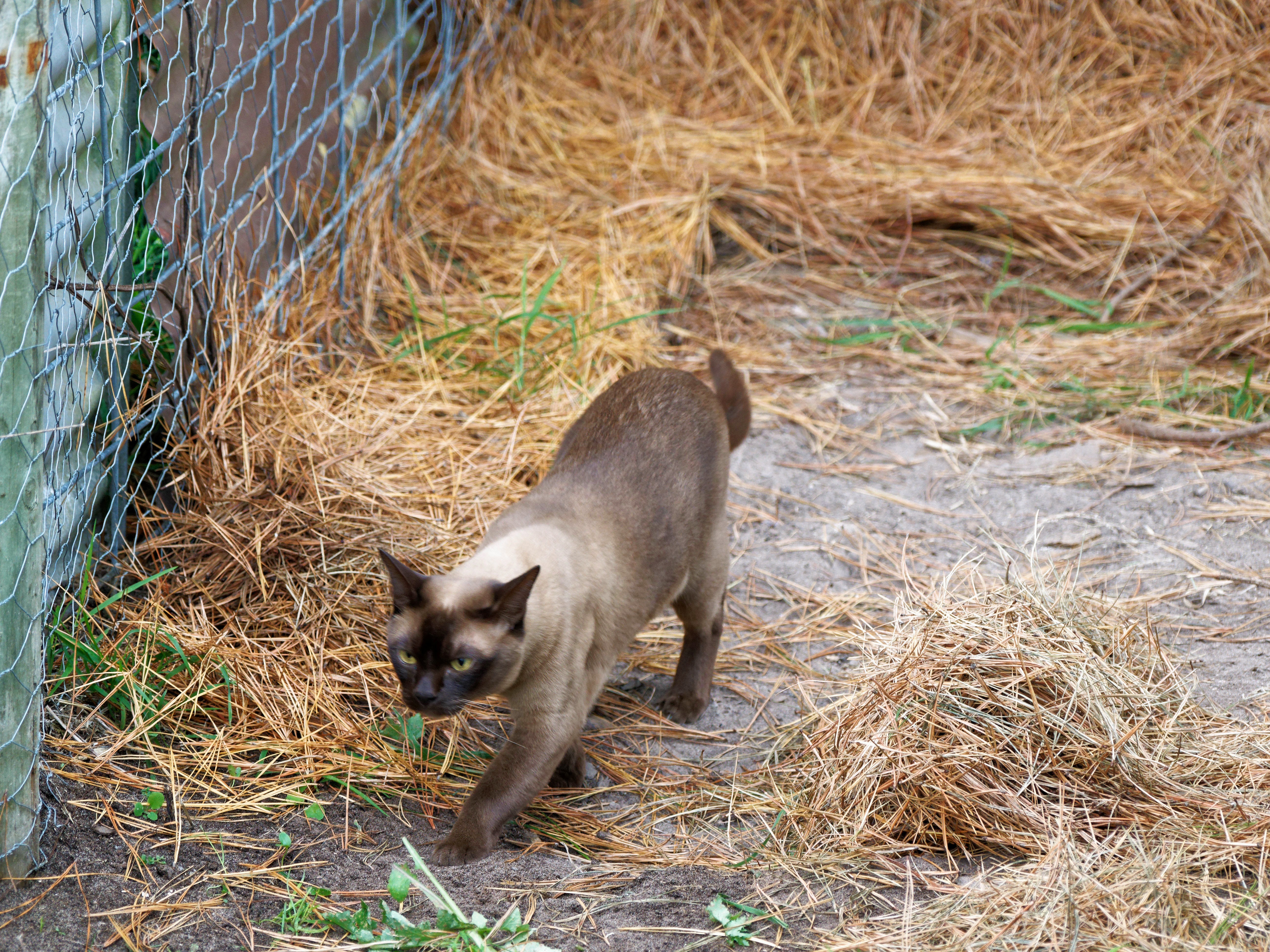 https://lemis.nyc3.digitaloceanspaces.com/grog/Photos/20260521/big/Cat-enclosure-21.jpeg