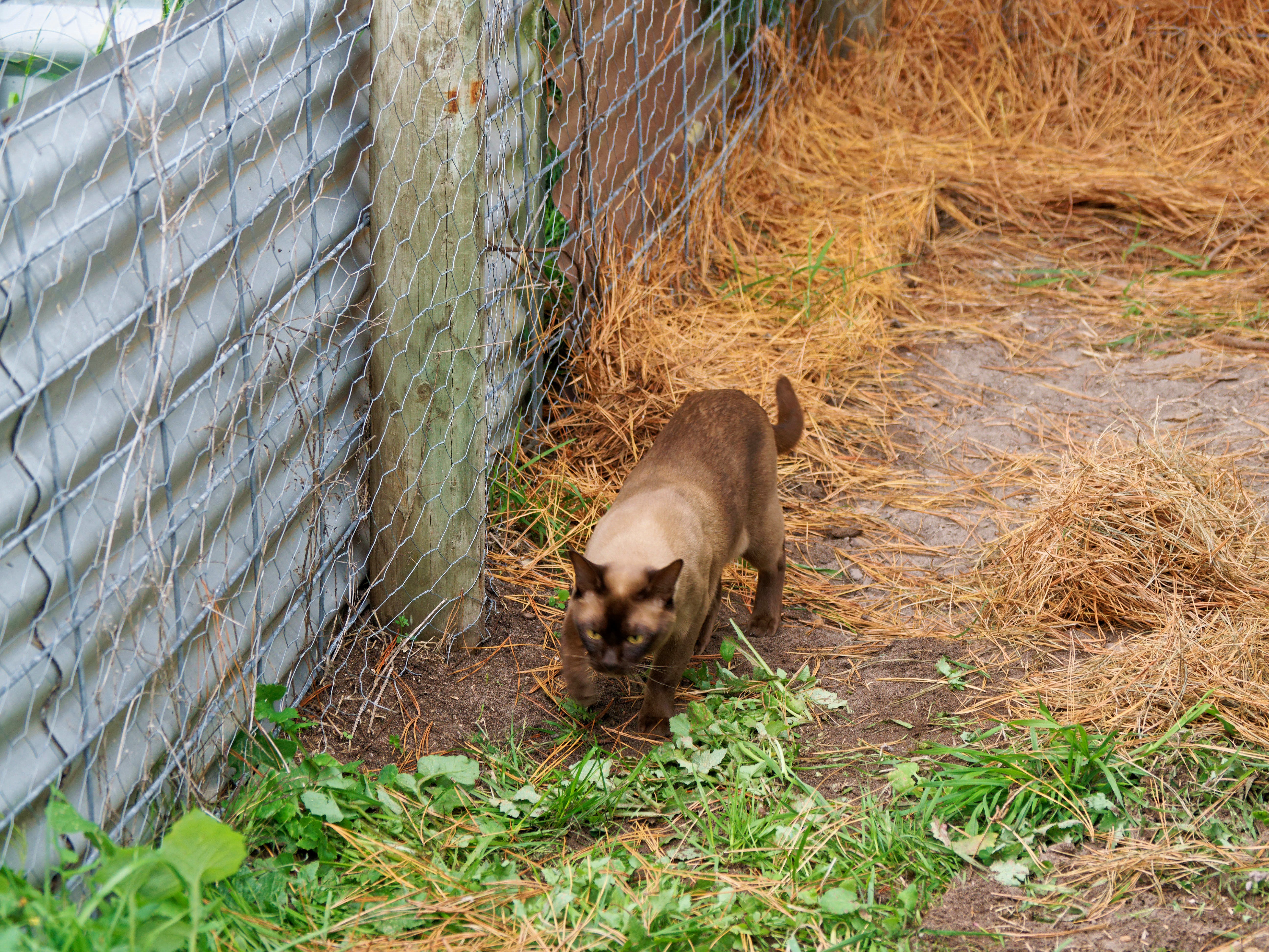 https://lemis.nyc3.digitaloceanspaces.com/grog/Photos/20260521/big/Cat-enclosure-22.jpeg