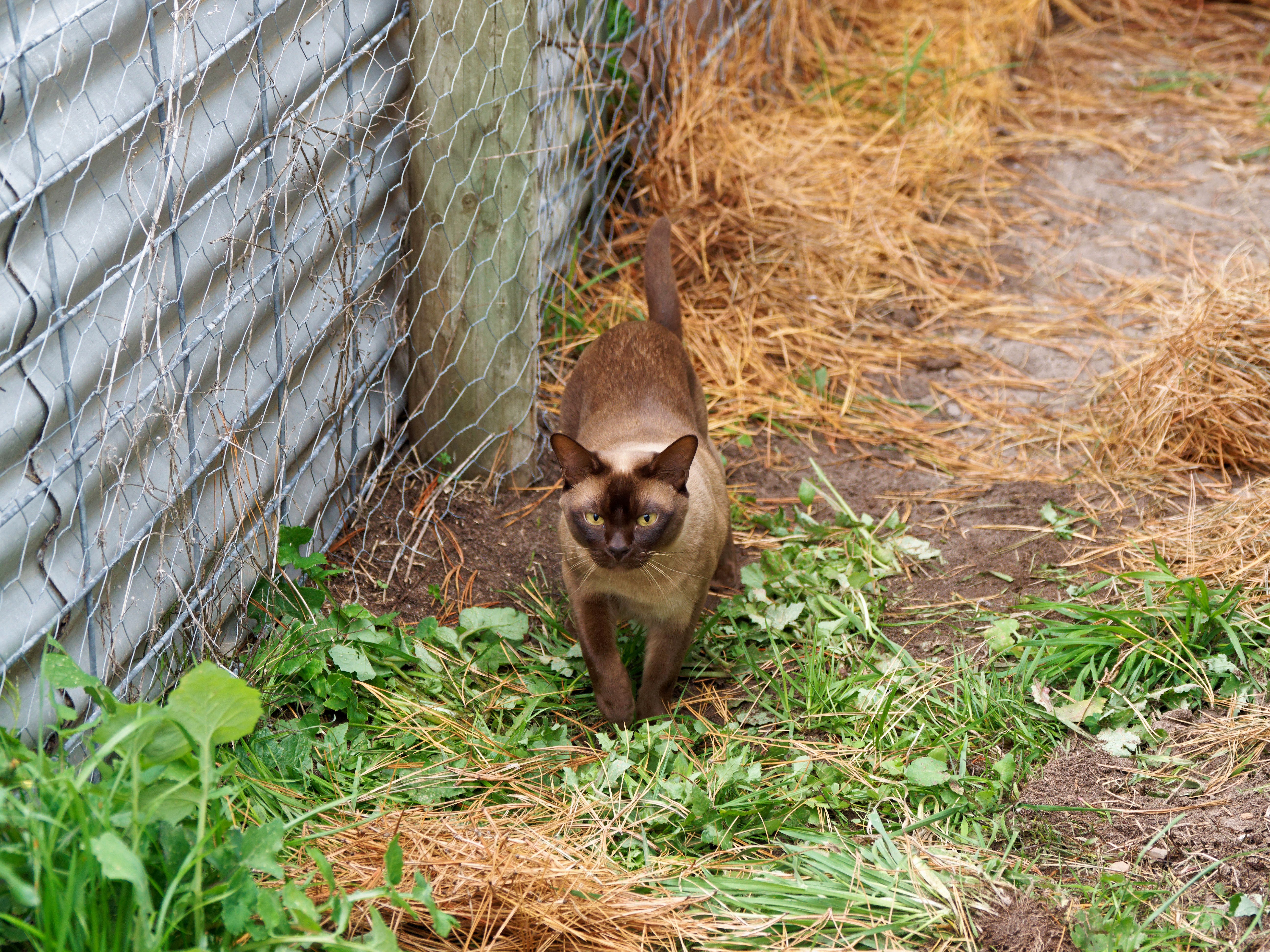 https://lemis.nyc3.digitaloceanspaces.com/grog/Photos/20260521/big/Cat-enclosure-23.jpeg