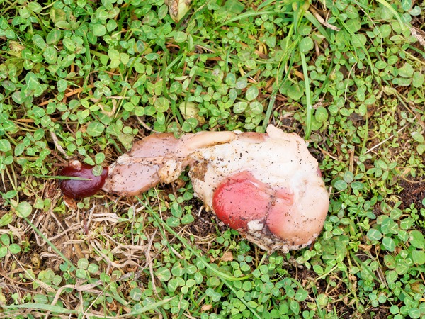 https://lemis.nyc3.digitaloceanspaces.com/grog/Photos/20260521/small/Entrails.jpeg