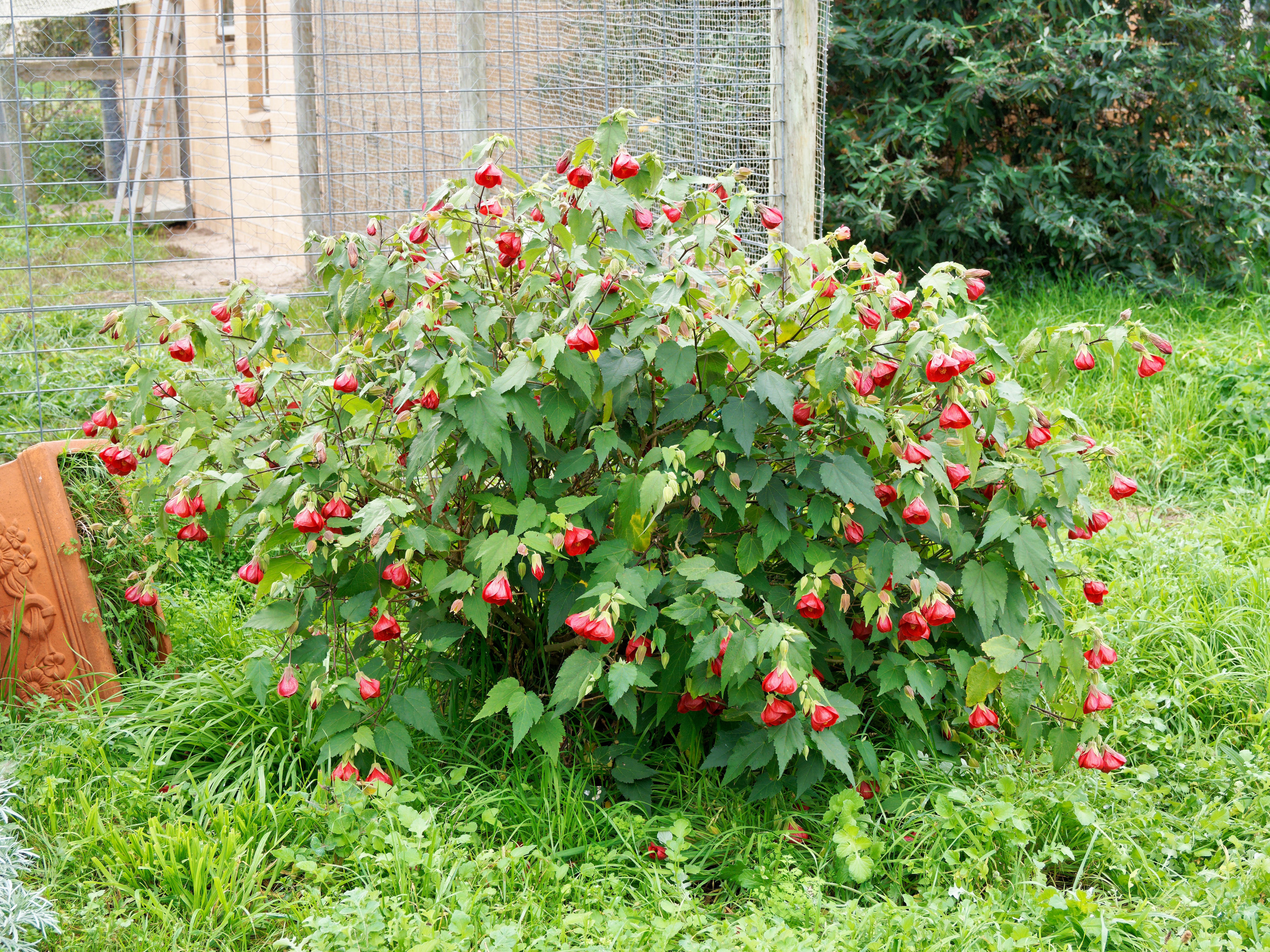 https://lemis.nyc3.digitaloceanspaces.com/grog/Photos/20260523/big/Abutilon-1.jpeg