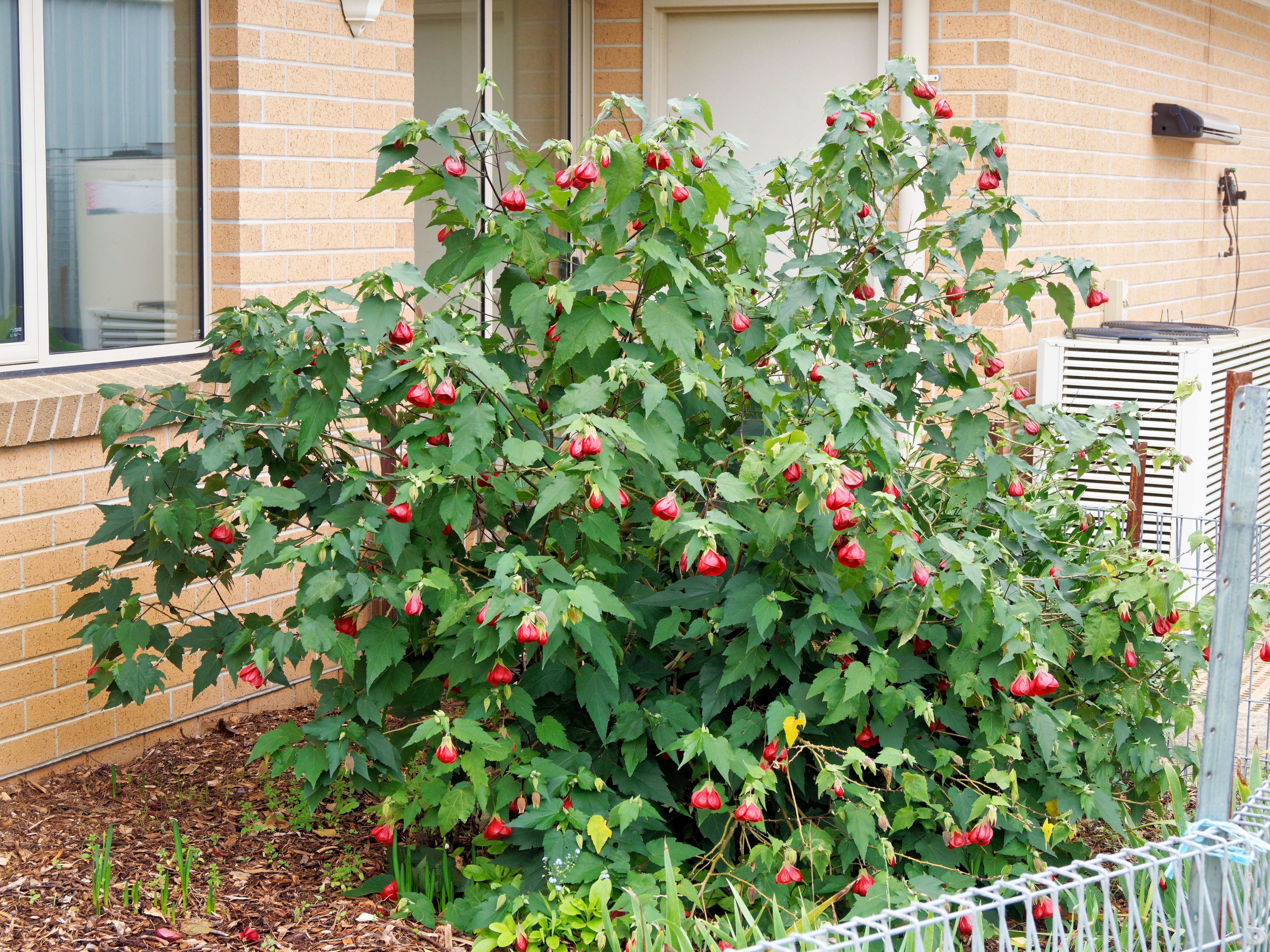 https://lemis.nyc3.digitaloceanspaces.com/grog/Photos/20260523/big/Abutilon-2.jpeg