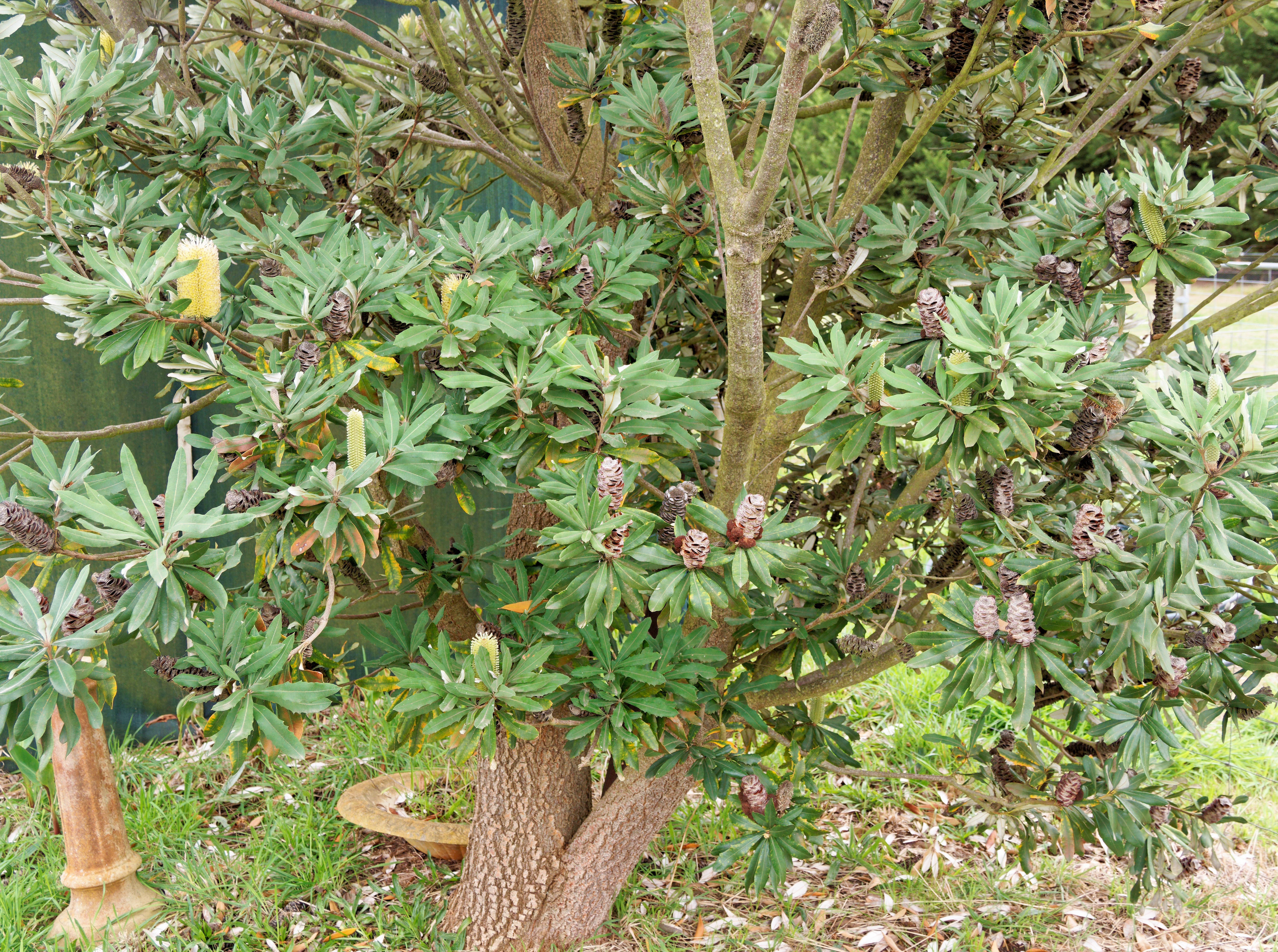 https://lemis.nyc3.digitaloceanspaces.com/grog/Photos/20260523/big/Banksia-serrata-1.jpeg