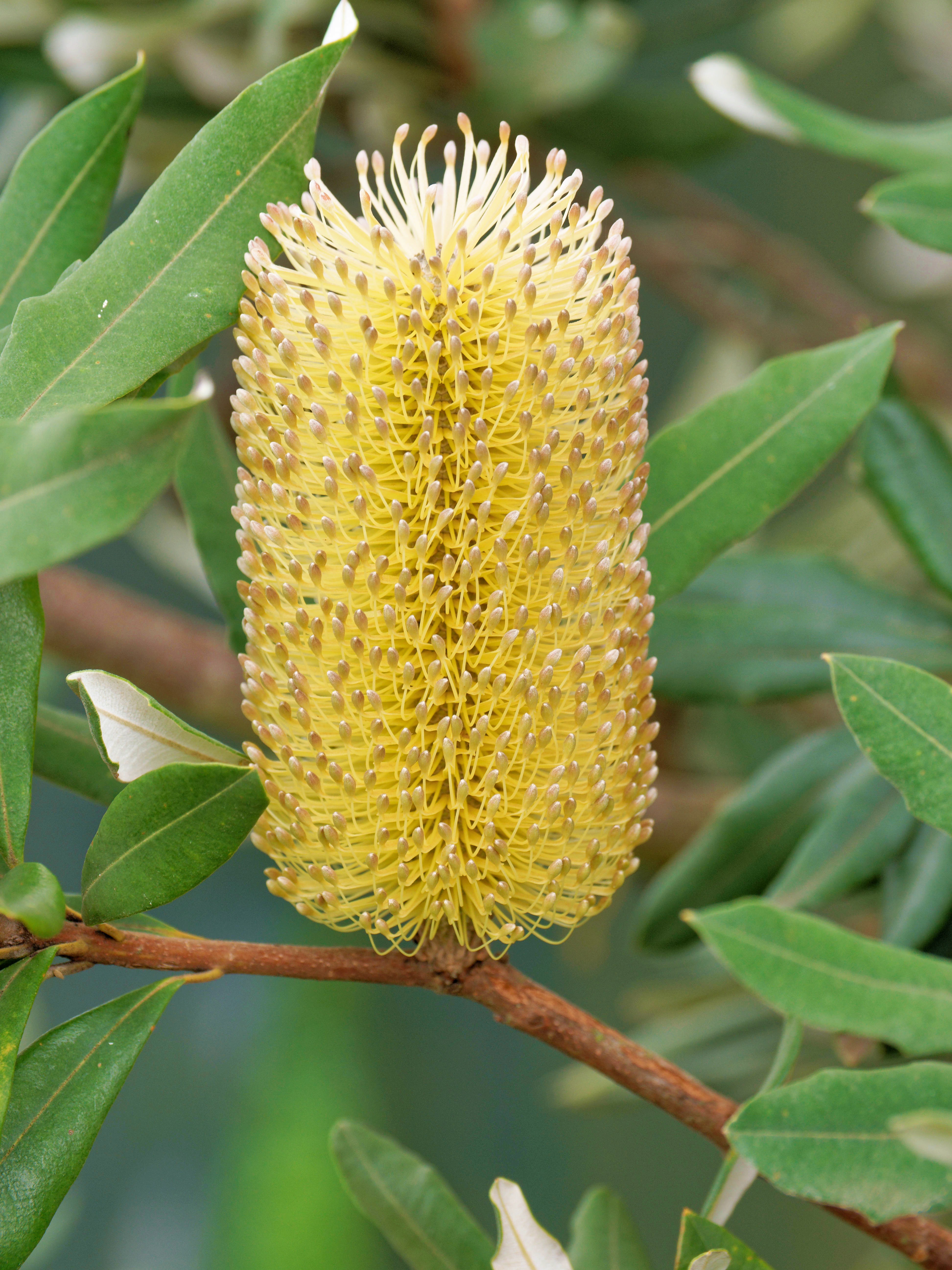 https://lemis.nyc3.digitaloceanspaces.com/grog/Photos/20260523/big/Banksia-serrata-2.jpeg