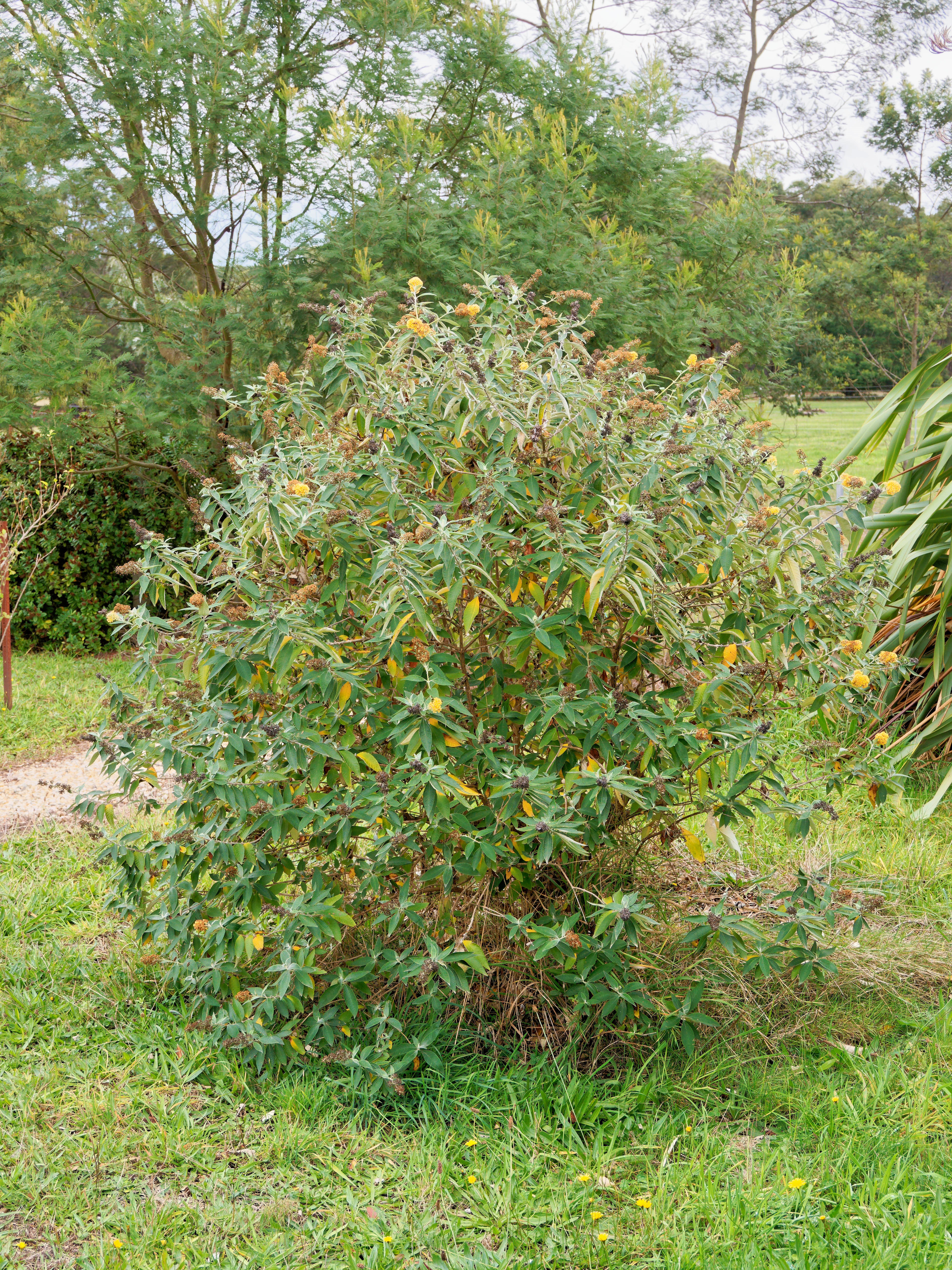 https://lemis.nyc3.digitaloceanspaces.com/grog/Photos/20260523/big/Buddleja-1.jpeg