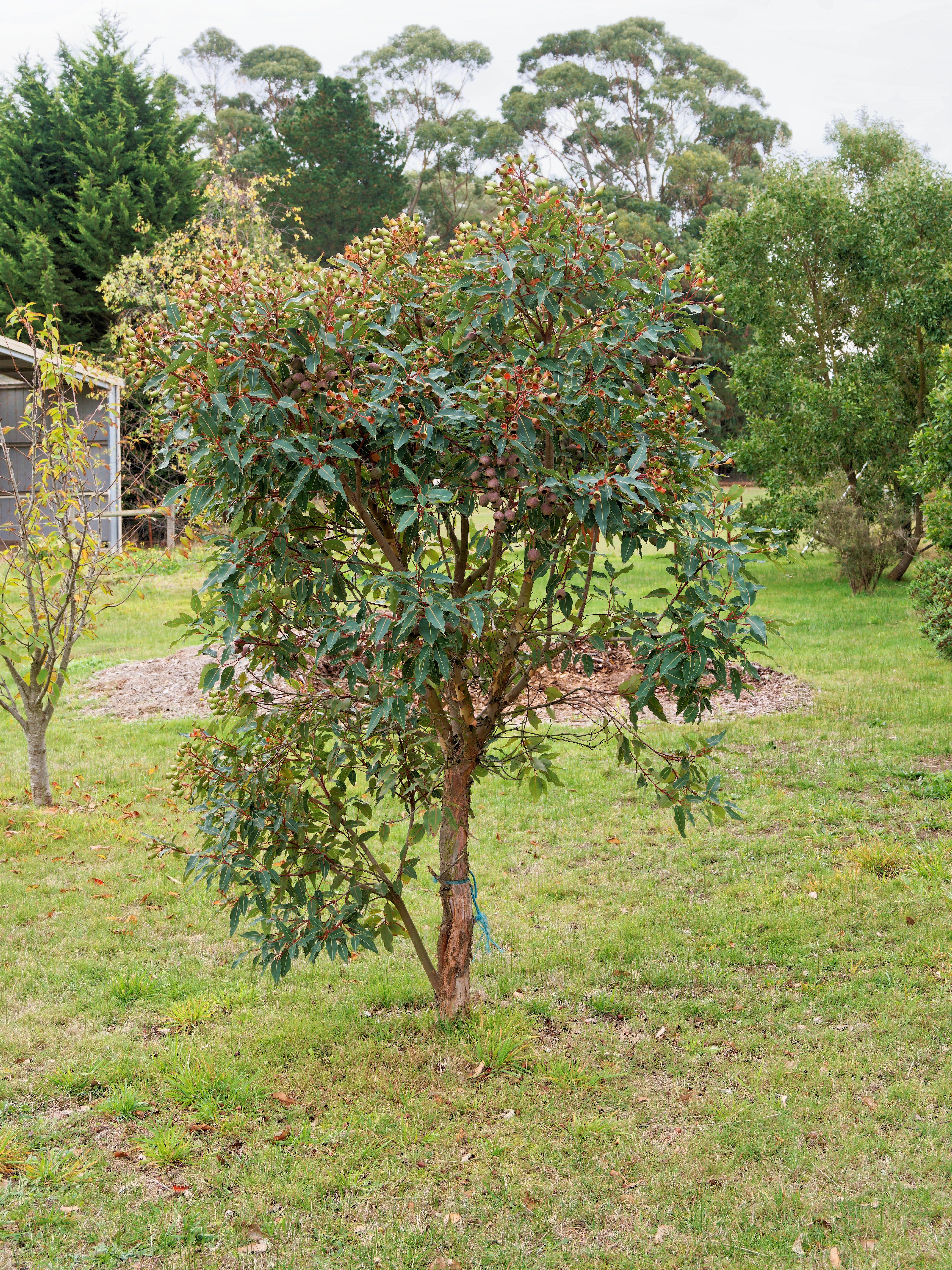 https://lemis.nyc3.digitaloceanspaces.com/grog/Photos/20260523/big/Corymbia-ficifolia.jpeg