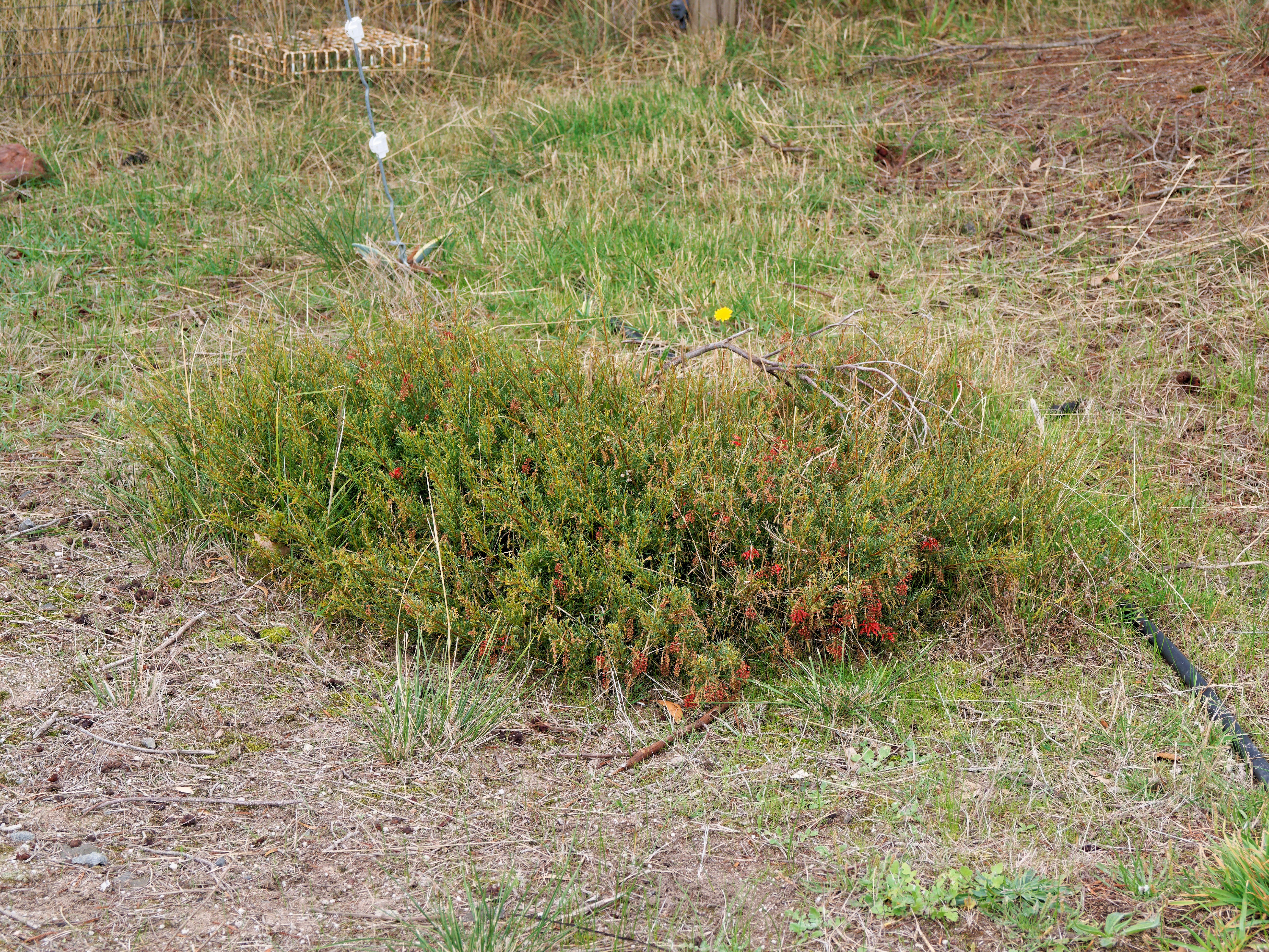 https://lemis.nyc3.digitaloceanspaces.com/grog/Photos/20260523/big/Grevillea-1.jpeg