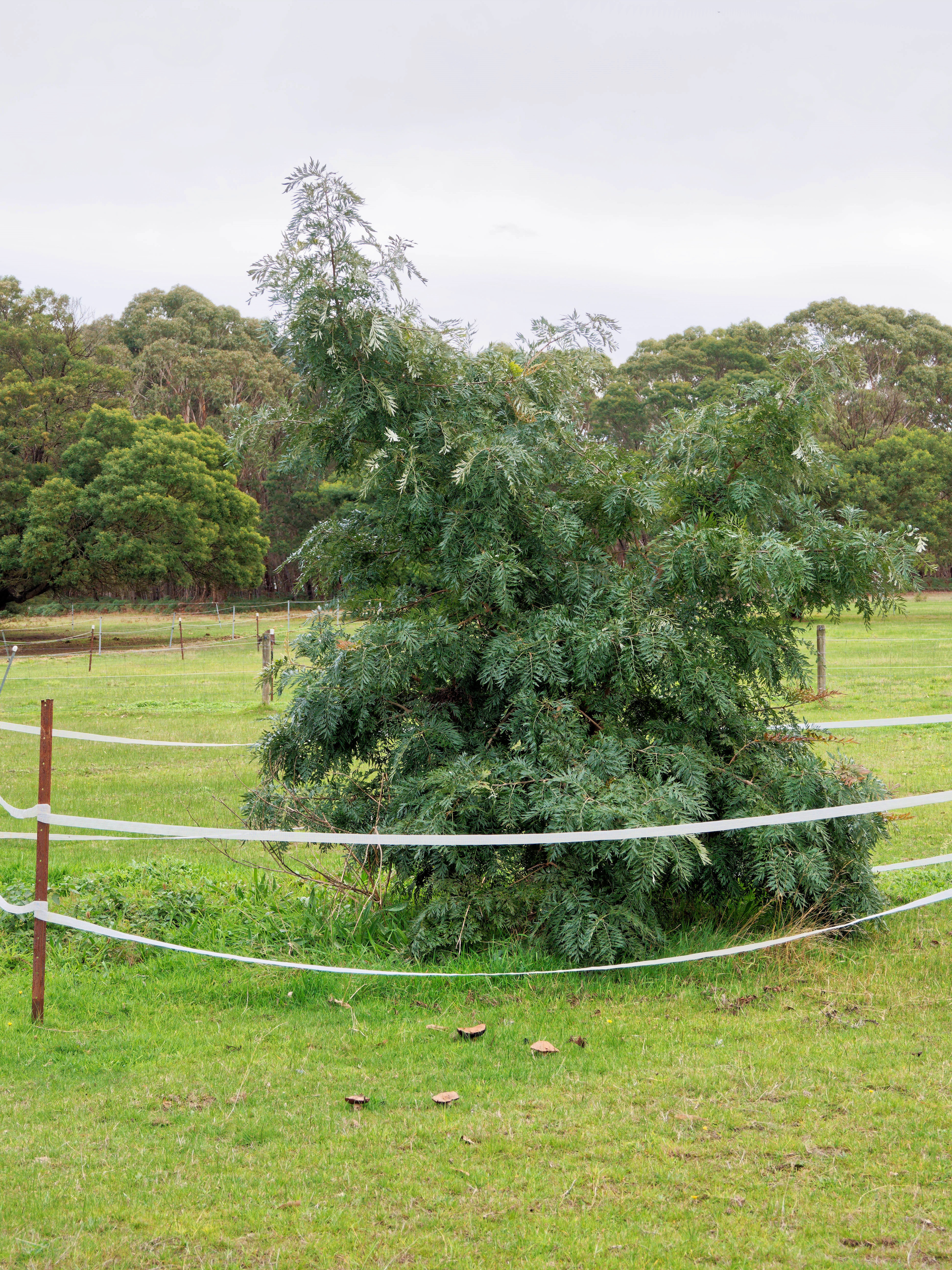https://lemis.nyc3.digitaloceanspaces.com/grog/Photos/20260523/big/Grevillea-robusta.jpeg