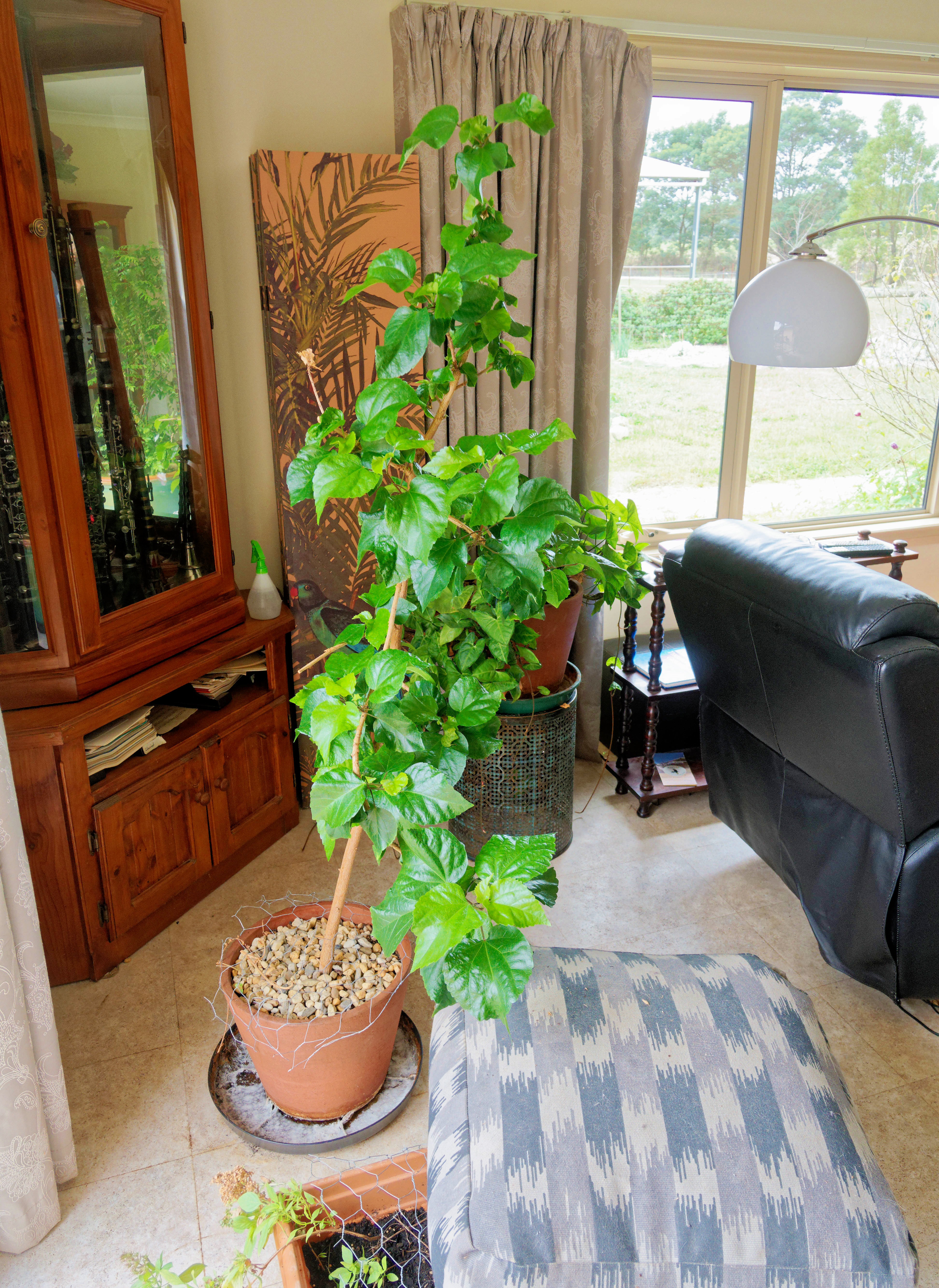 https://lemis.nyc3.digitaloceanspaces.com/grog/Photos/20260523/big/Hibiscus-1.jpeg