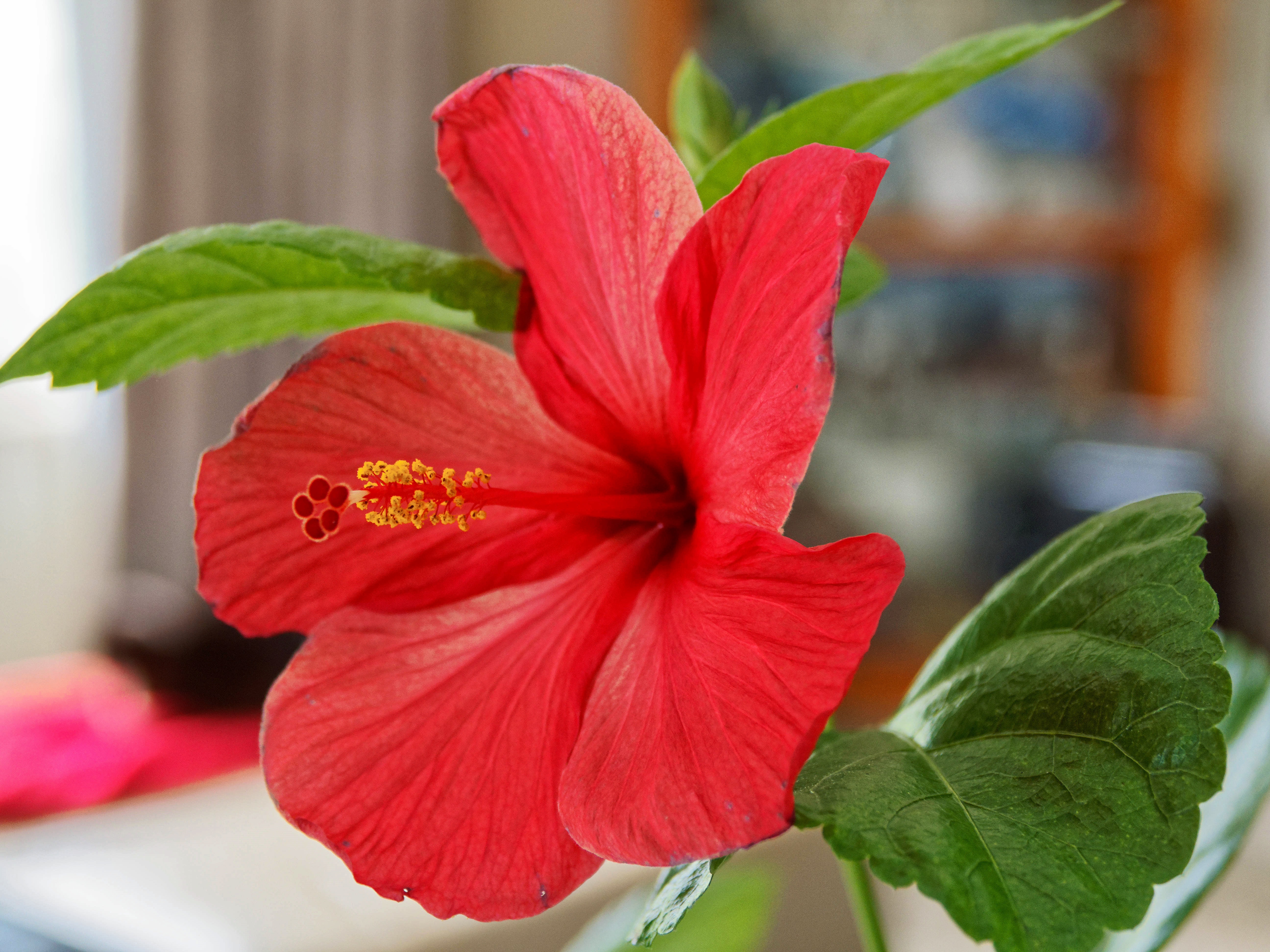 https://lemis.nyc3.digitaloceanspaces.com/grog/Photos/20260523/big/Hibiscus-2.jpeg