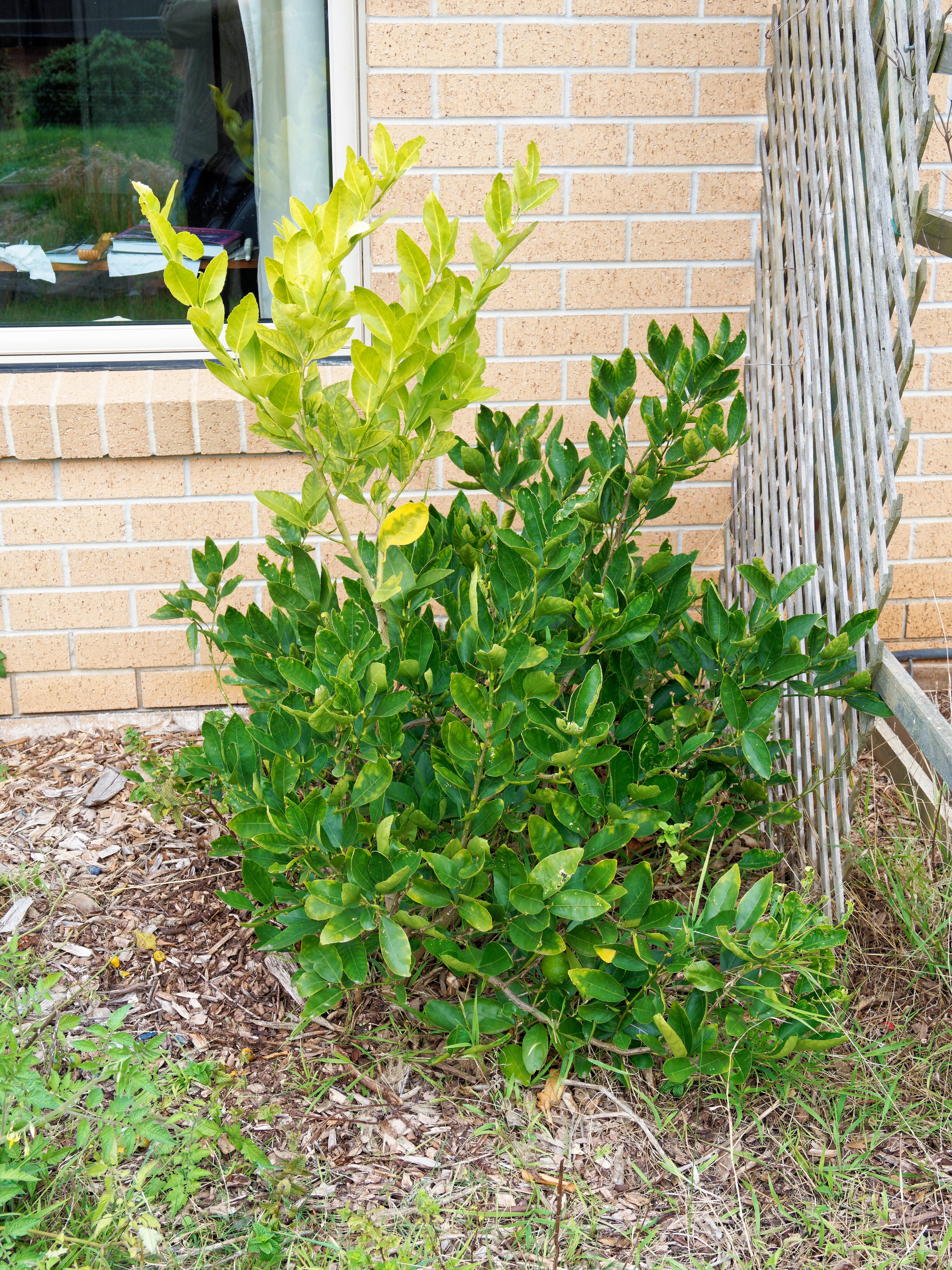 https://lemis.nyc3.digitaloceanspaces.com/grog/Photos/20260523/big/Lime-tree.jpeg