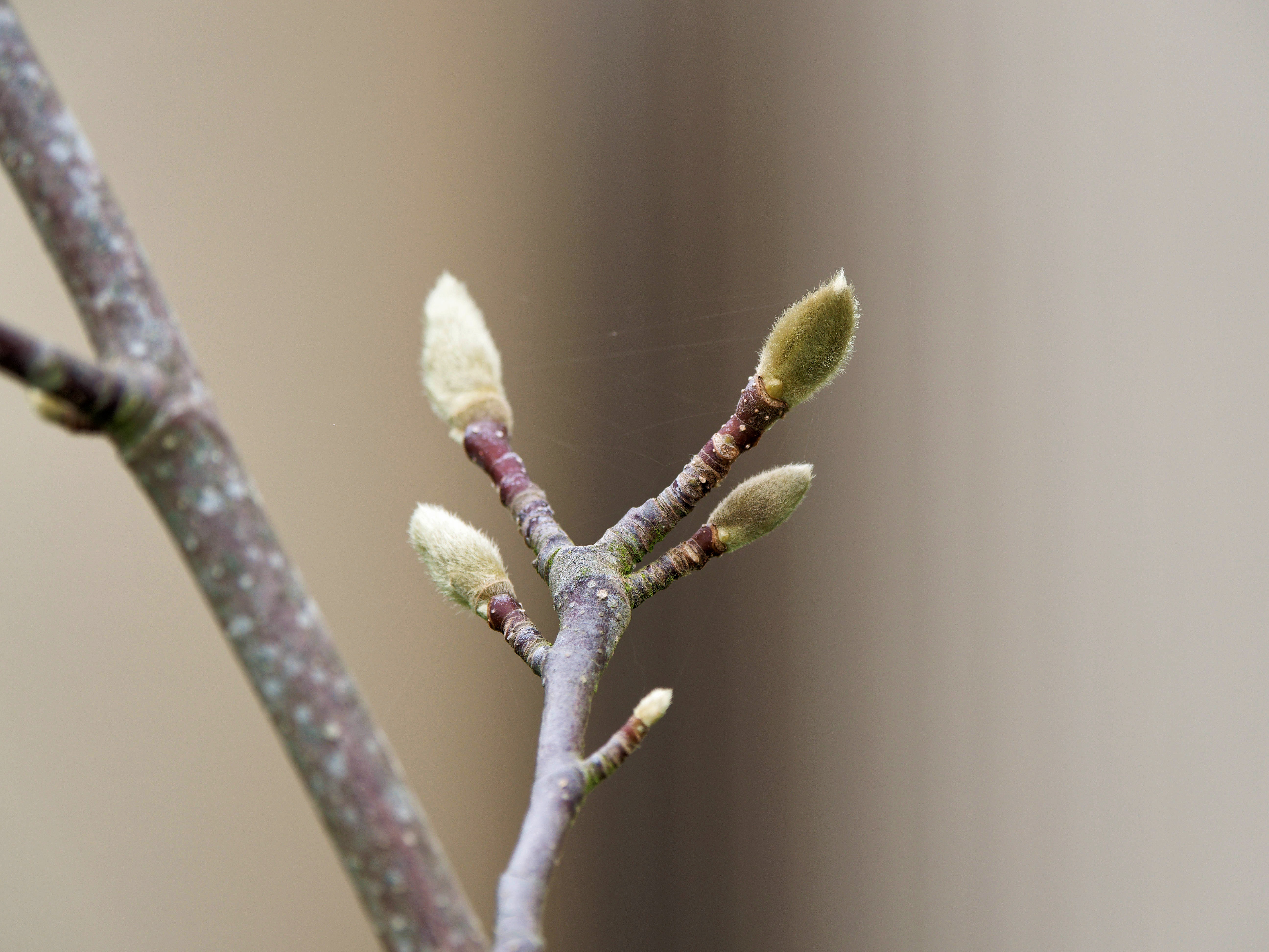 https://lemis.nyc3.digitaloceanspaces.com/grog/Photos/20260523/big/Magnolia-3.jpeg