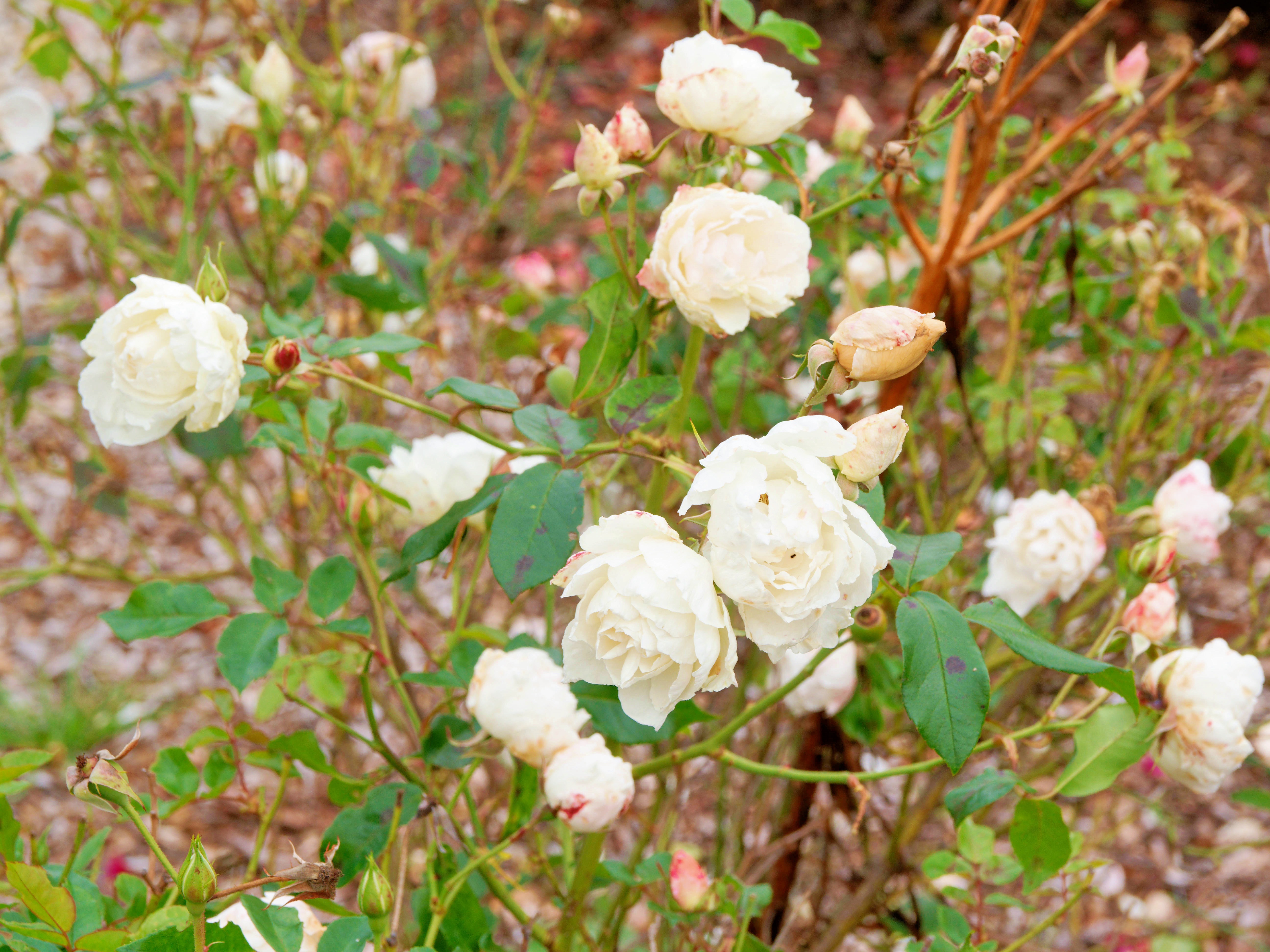 https://lemis.nyc3.digitaloceanspaces.com/grog/Photos/20260523/big/Roses-2.jpeg