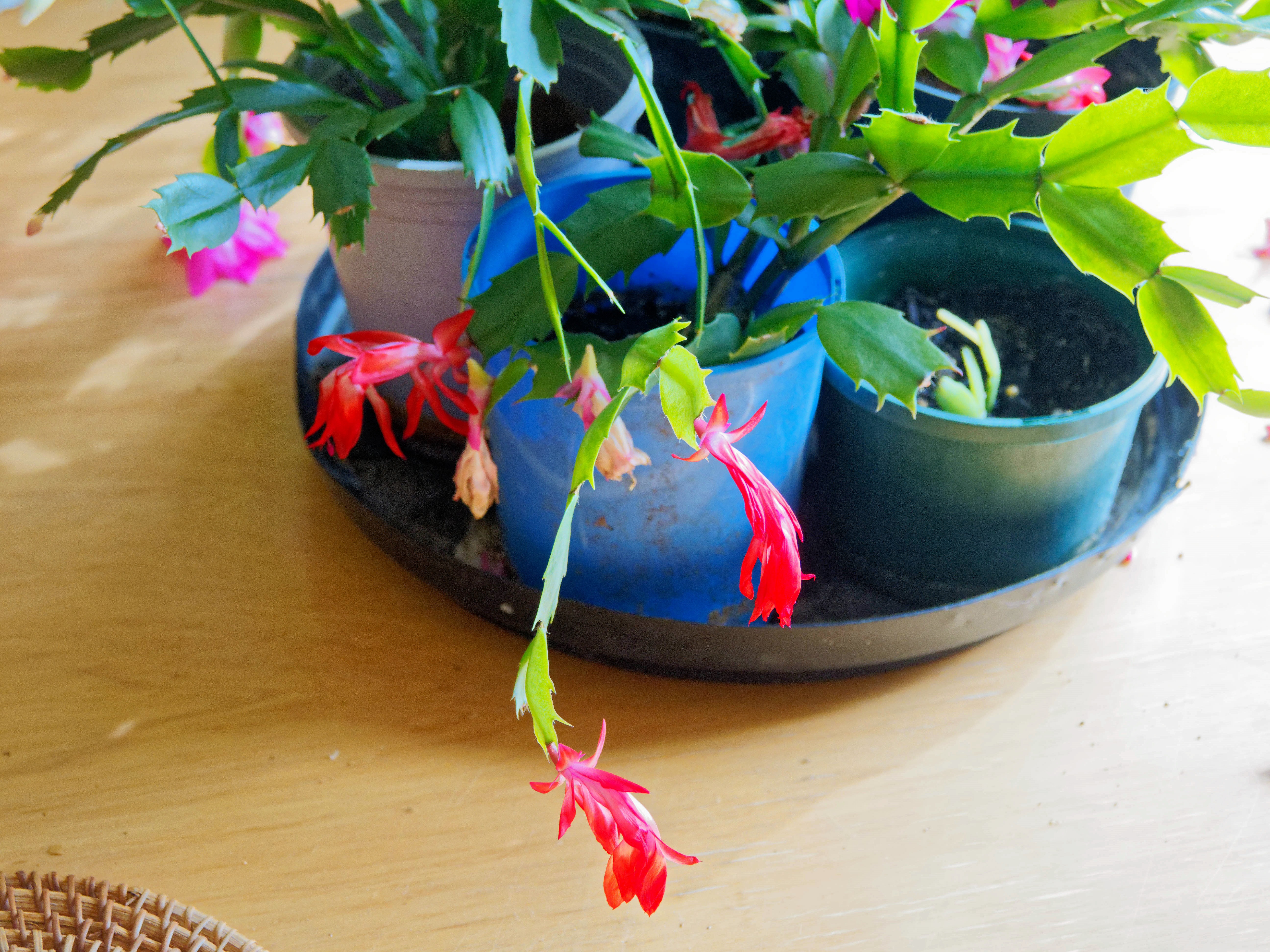 https://lemis.nyc3.digitaloceanspaces.com/grog/Photos/20260523/big/Schlumbergera-1.jpeg