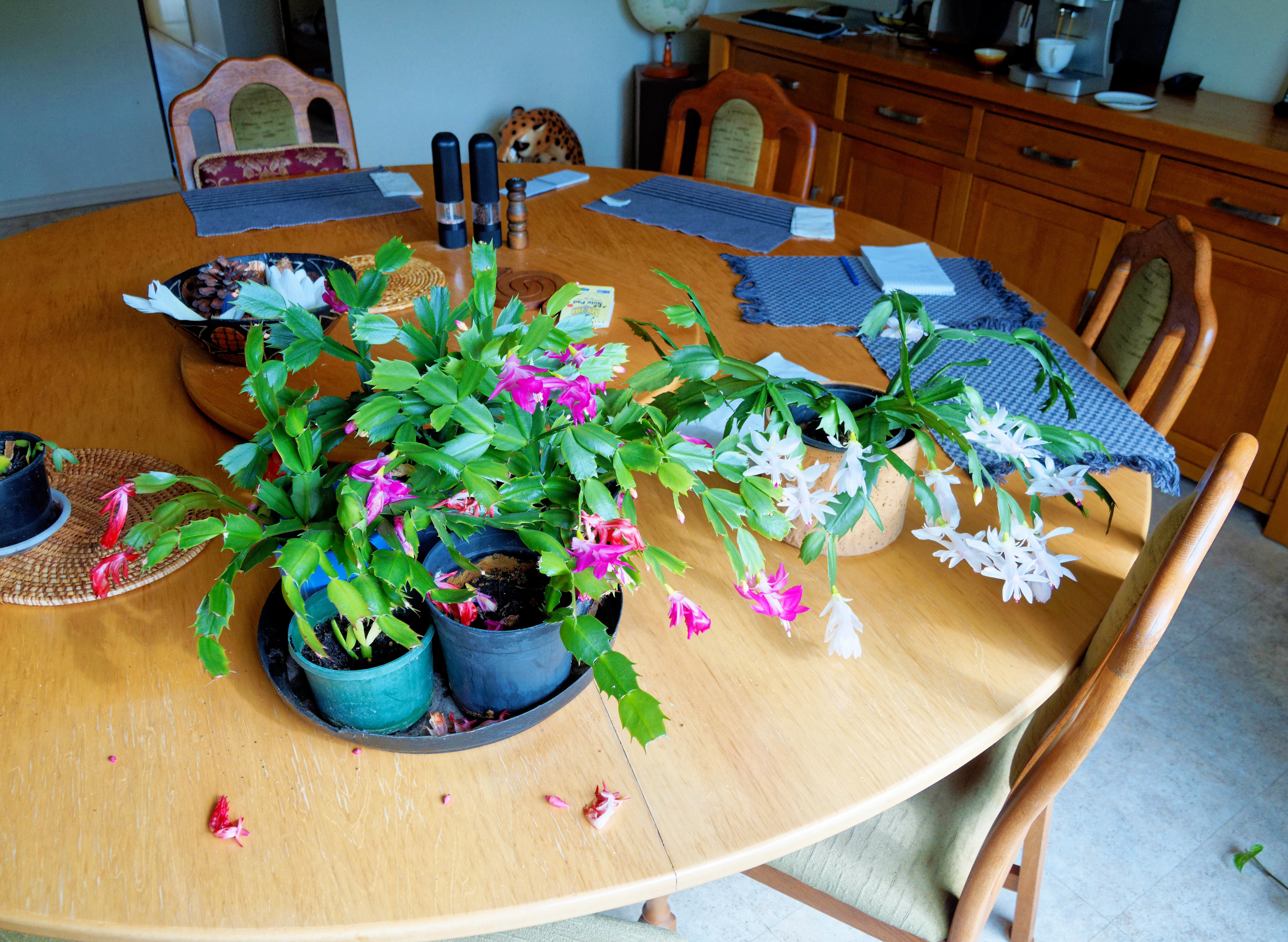 https://lemis.nyc3.digitaloceanspaces.com/grog/Photos/20260523/big/Schlumbergera-2.jpeg