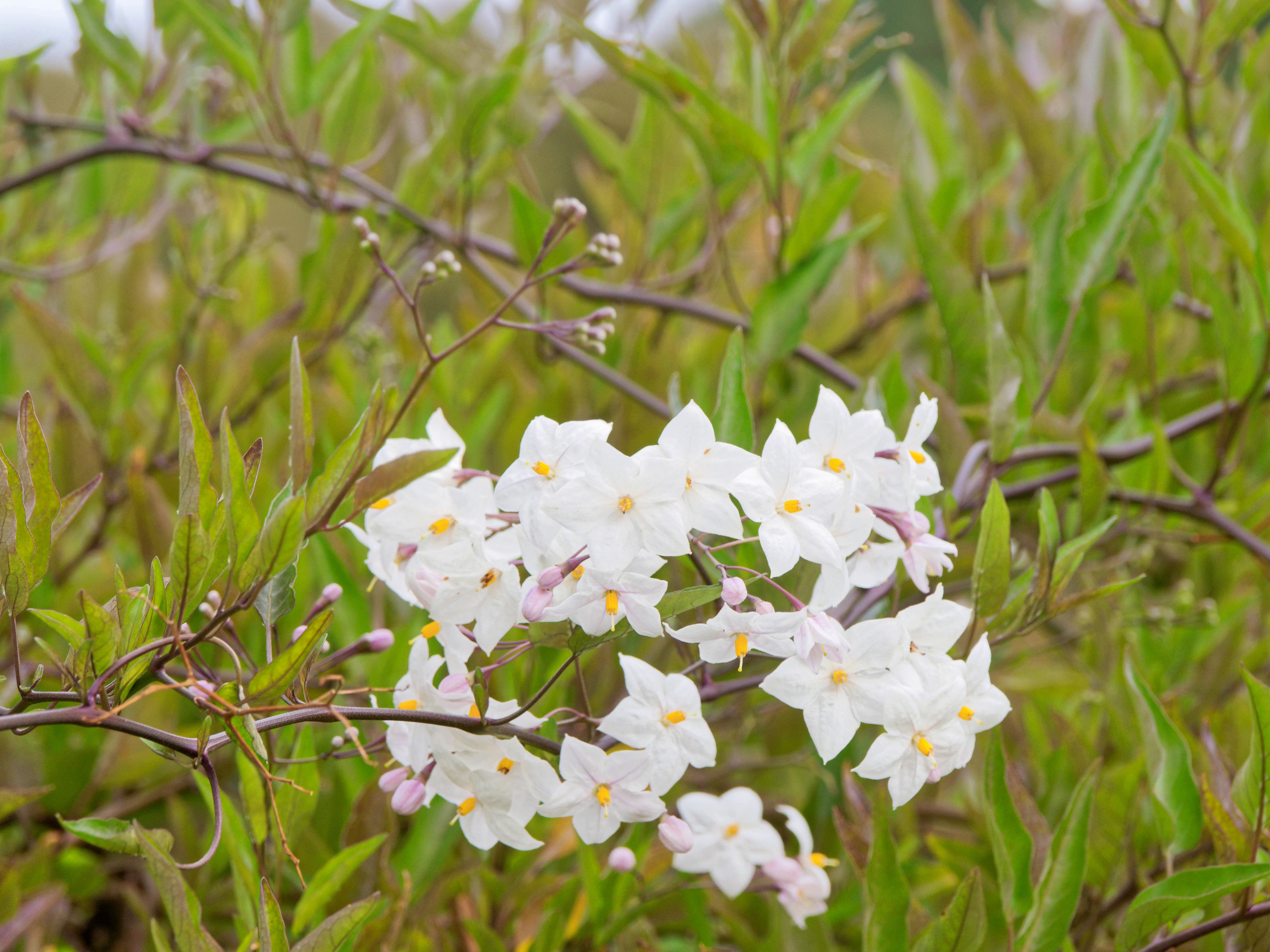 https://lemis.nyc3.digitaloceanspaces.com/grog/Photos/20260523/big/Solanum-laxum-2.jpeg